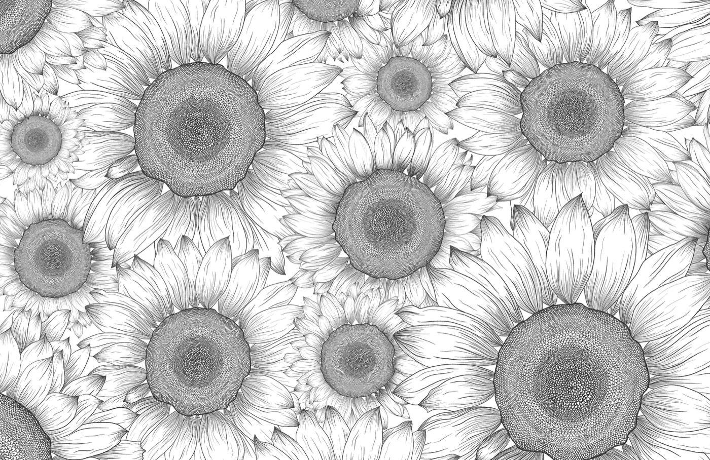 White Sunflower Wallpapers Top Free White Sunflower Backgrounds