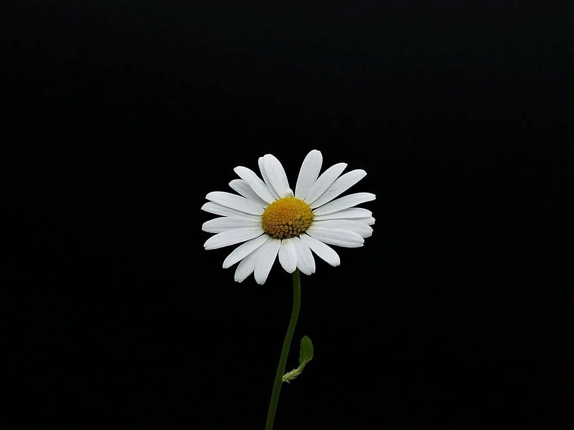 Simple Daisy Wallpapers Top Free Simple Daisy Backgrounds
