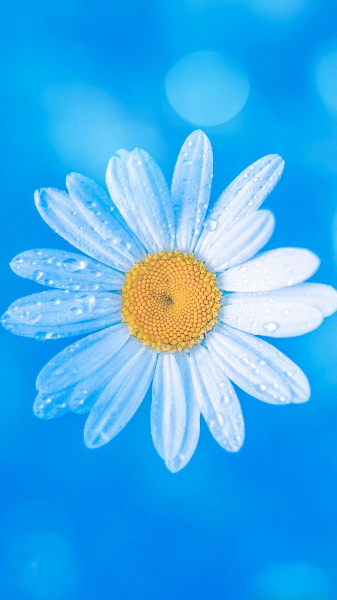 Simple Daisy Wallpapers Top Free Simple Daisy Backgrounds