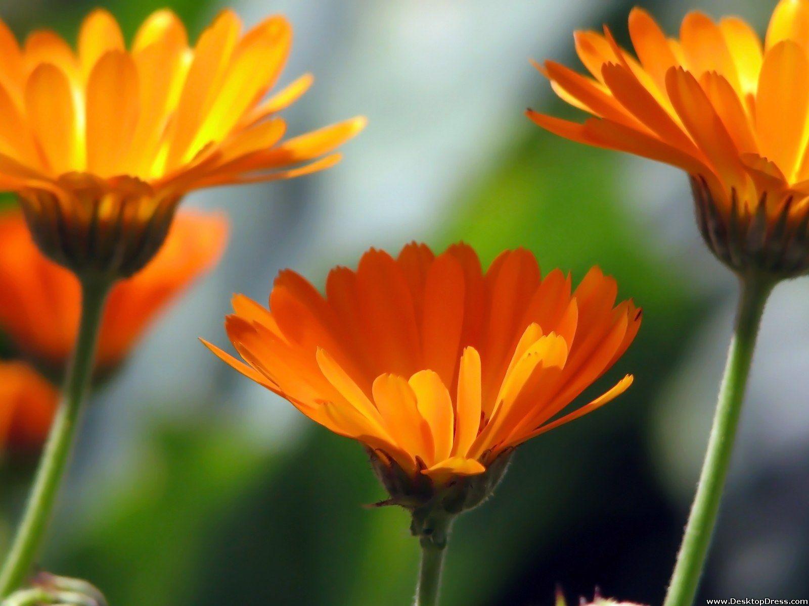 Simple Daisy Wallpapers Top Free Simple Daisy Backgrounds