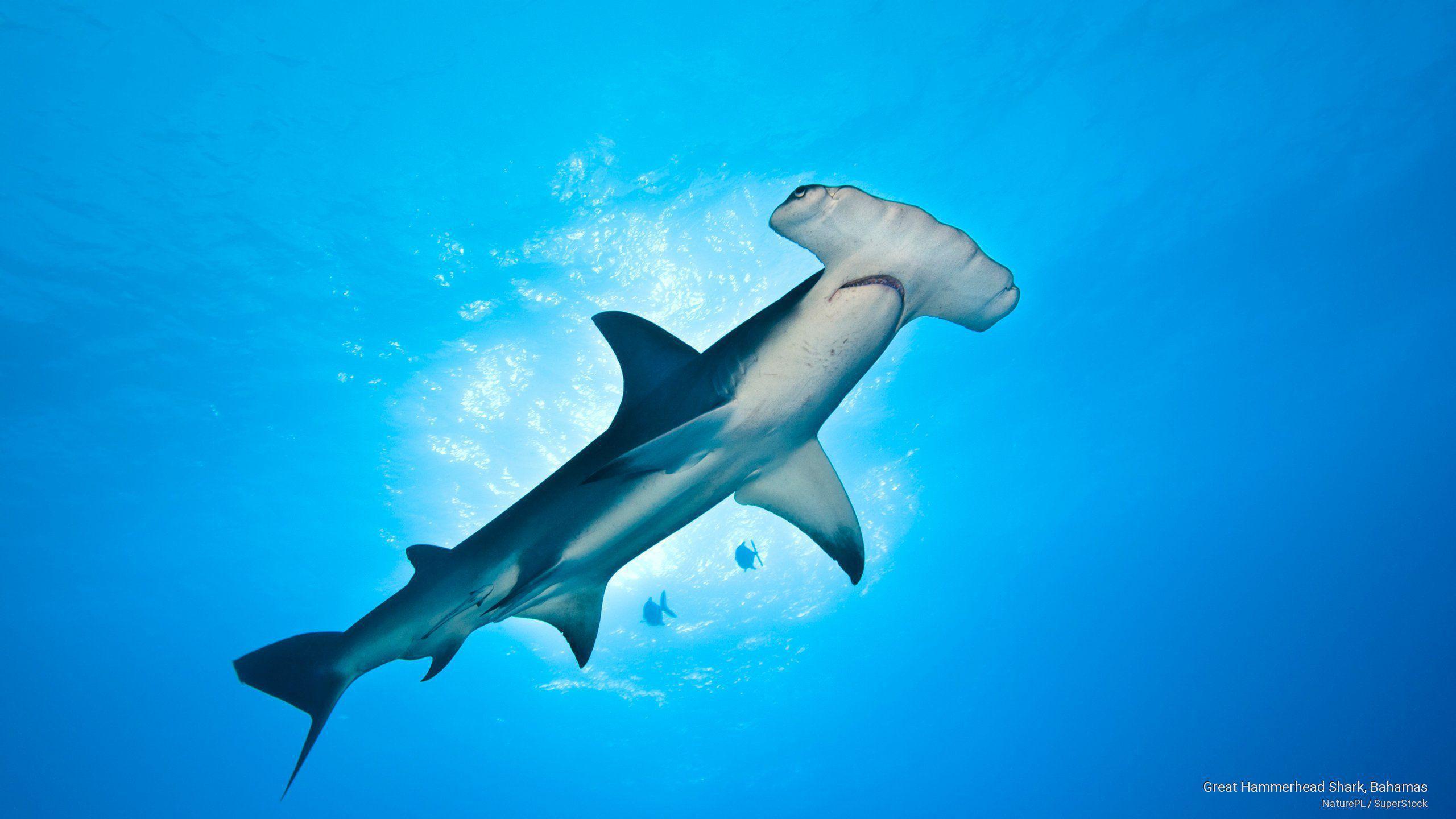 Hammerhead Shark Wallpapers Top Free Hammerhead Shark Backgrounds