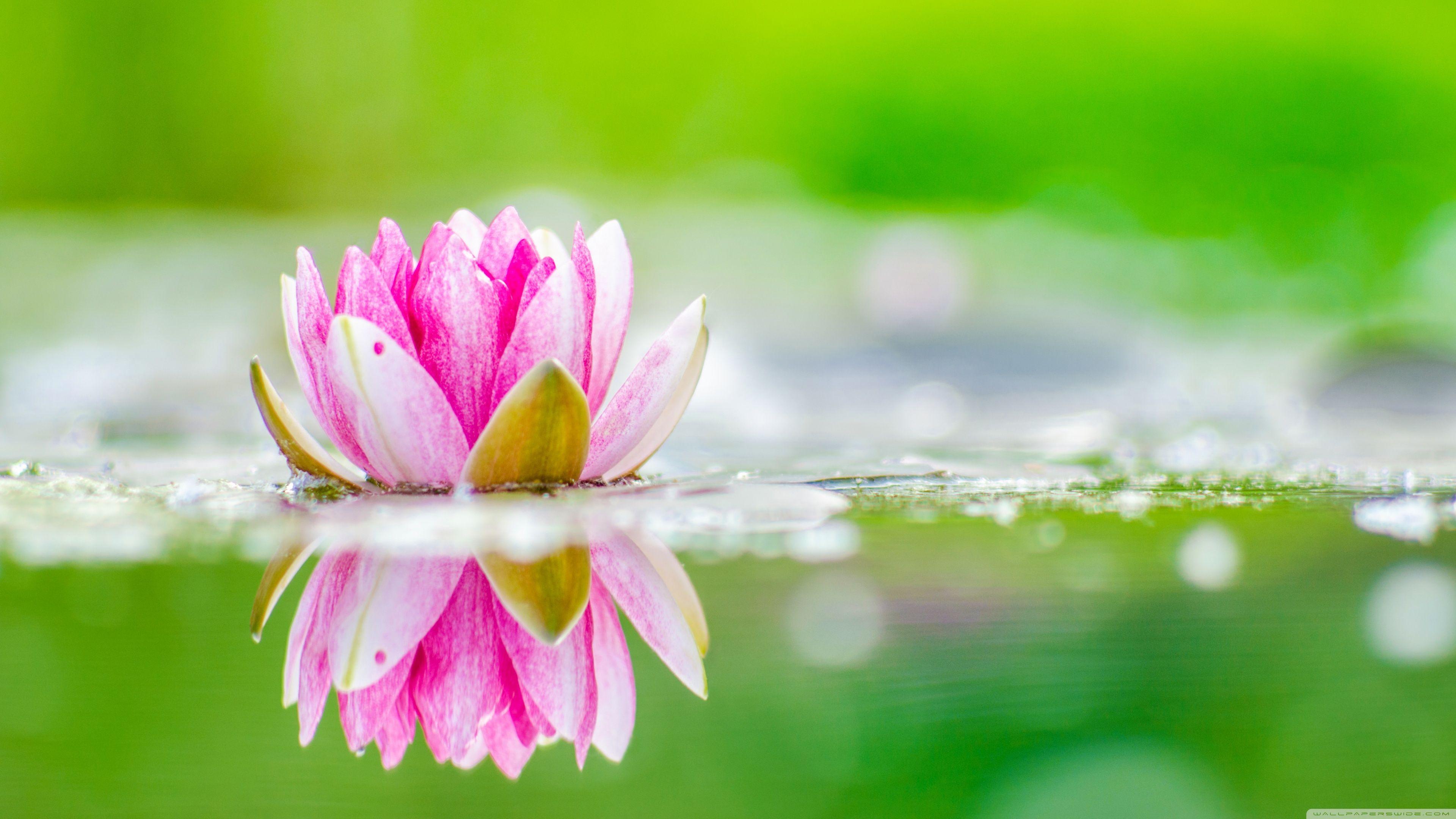 Lotus 4K Wallpapers Top Free Lotus 4K Backgrounds WallpaperAccess