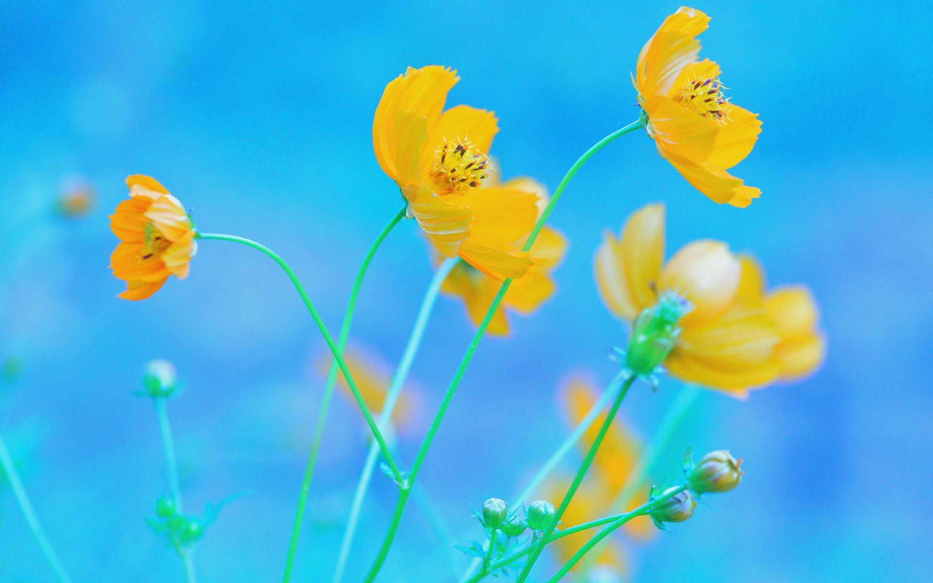 Blue and Yellow Floral Wallpapers Top Free Blue and Yellow Floral