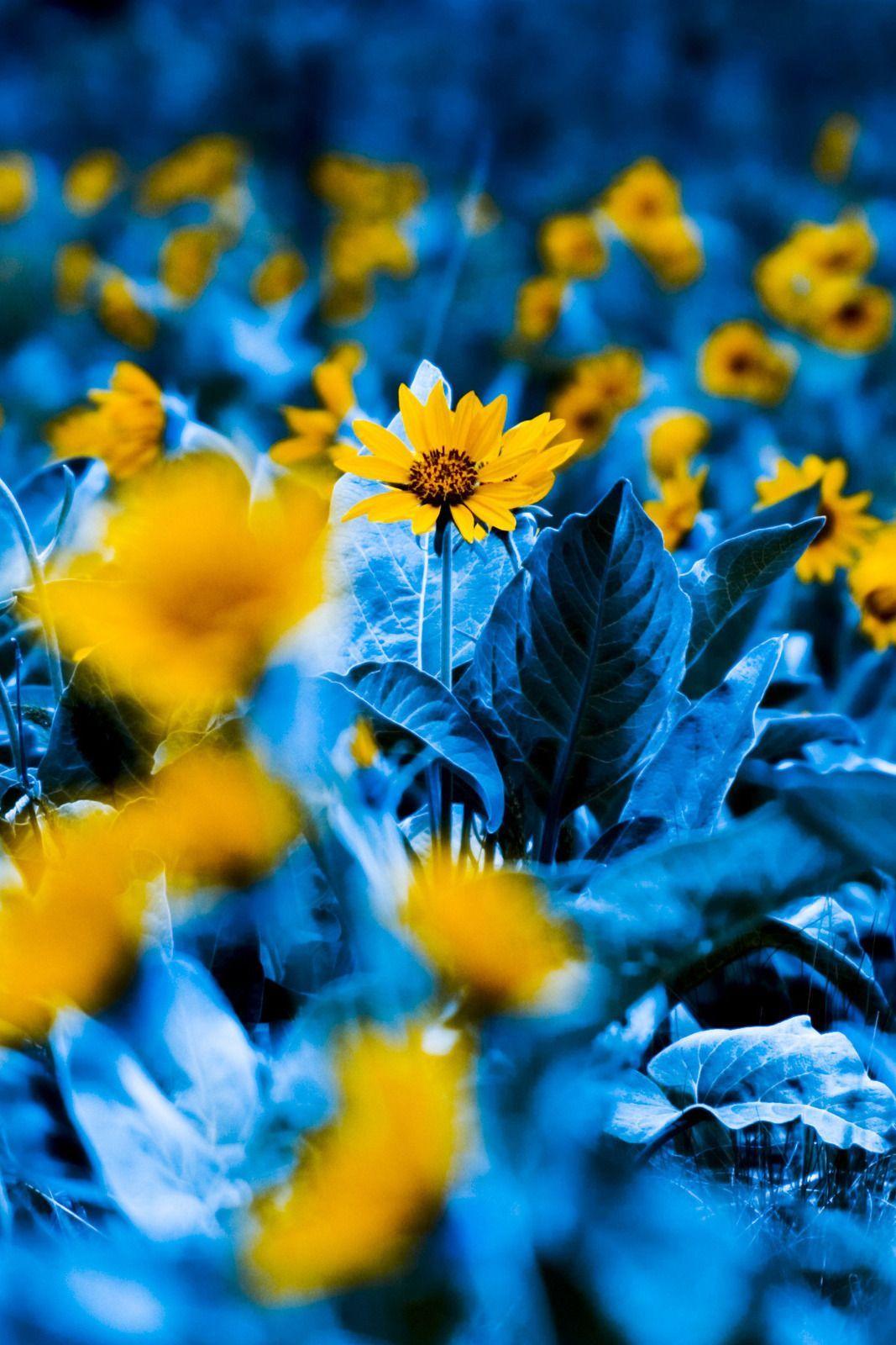 Blue and Yellow Flowers Wallpapers Top Free Blue and Yellow Flowers