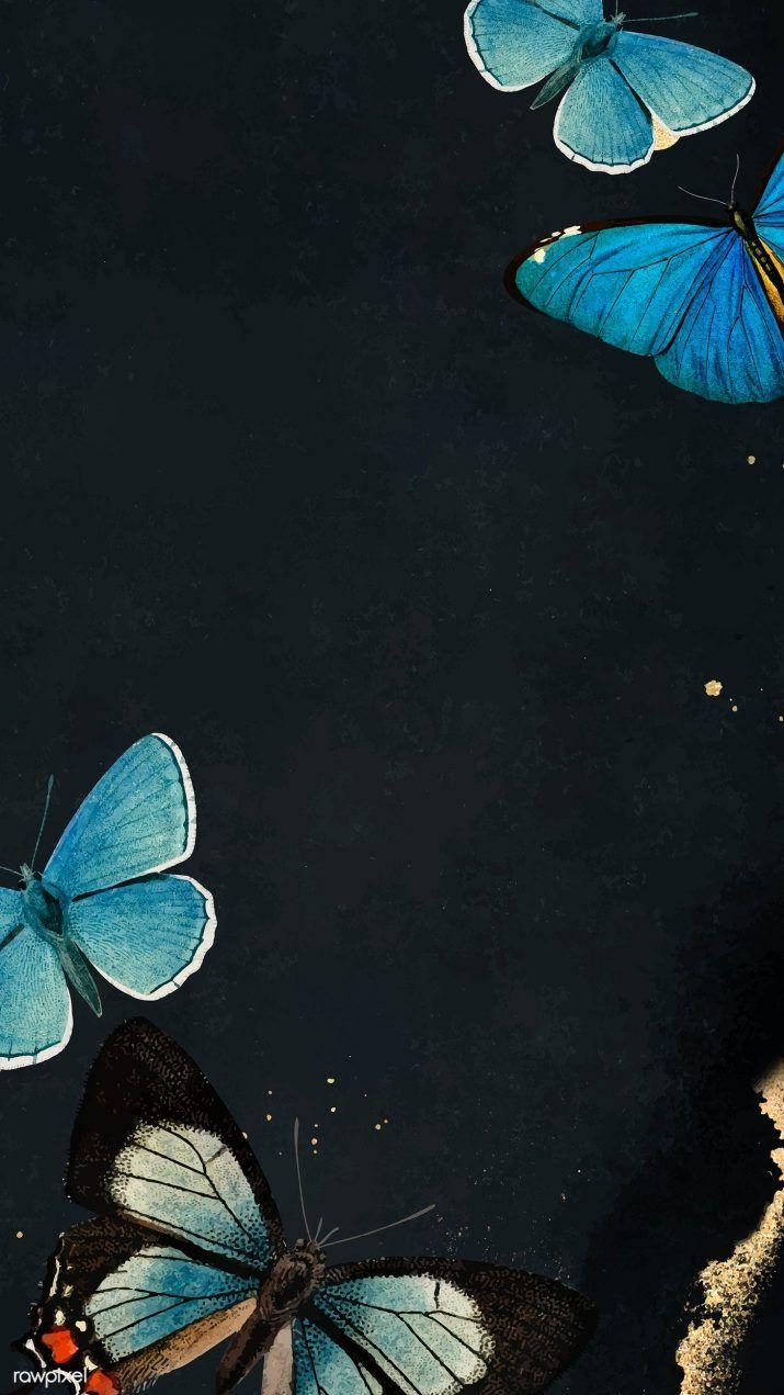 Turquoise Butterfly Wallpapers Top Free Turquoise Butterfly