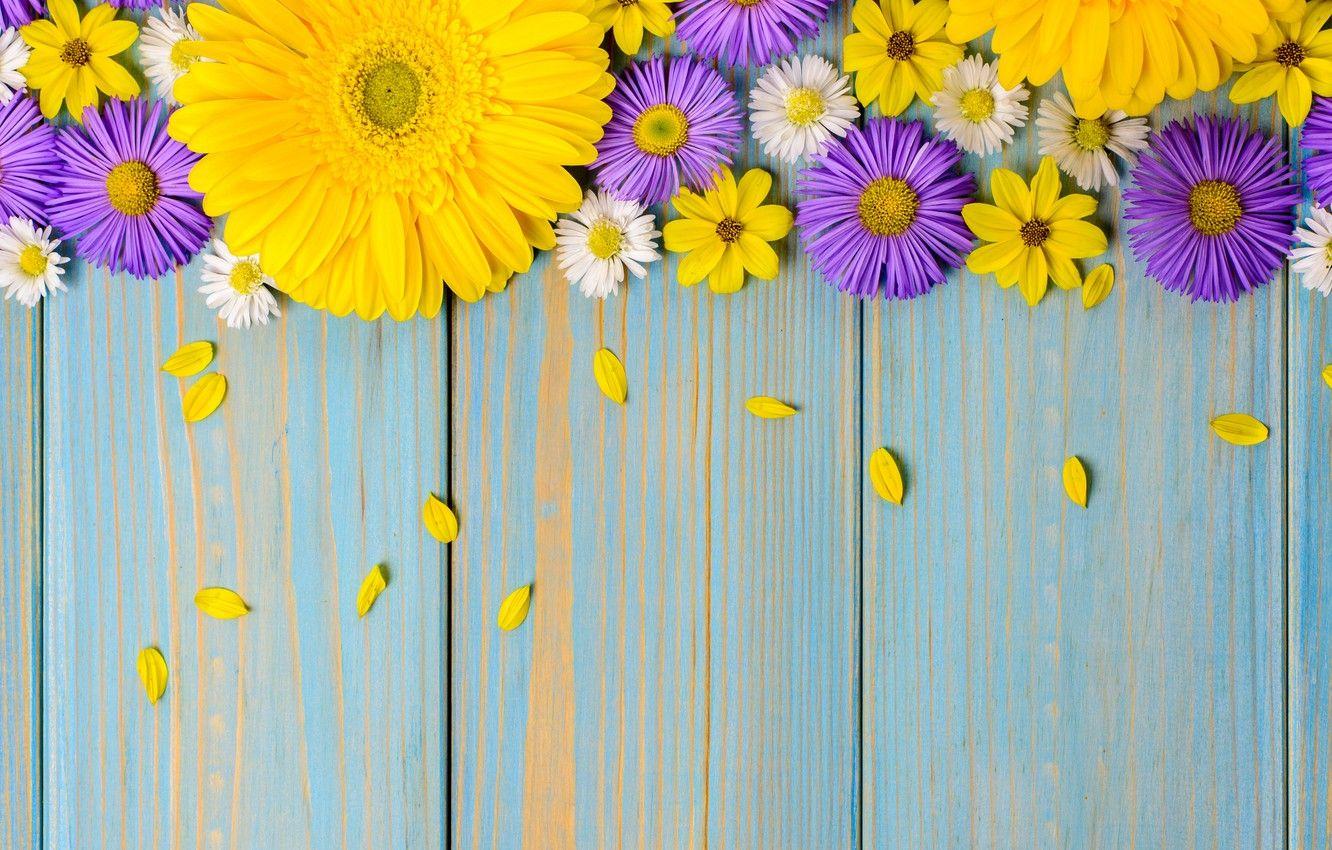 Blue and Yellow Flowers Wallpapers Top Free Blue and Yellow Flowers