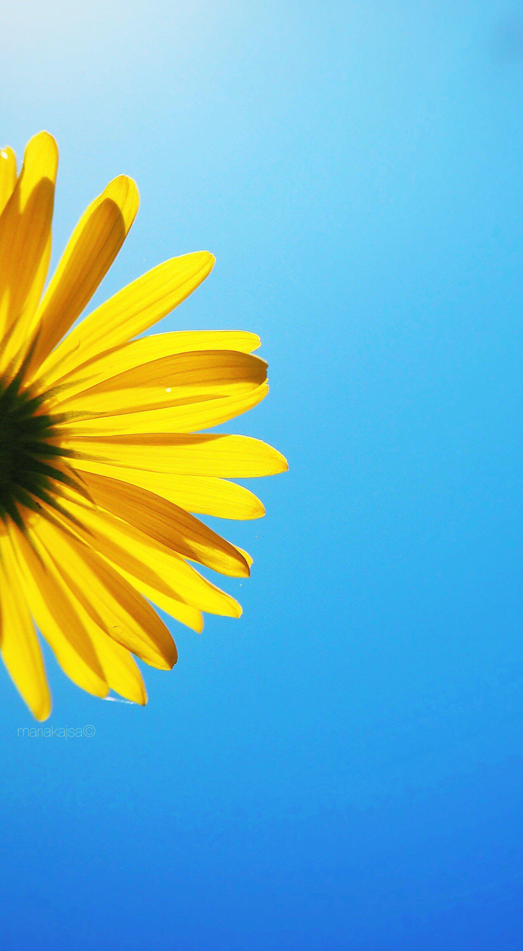 Blue and Yellow Flowers Wallpapers Top Free Blue and Yellow Flowers