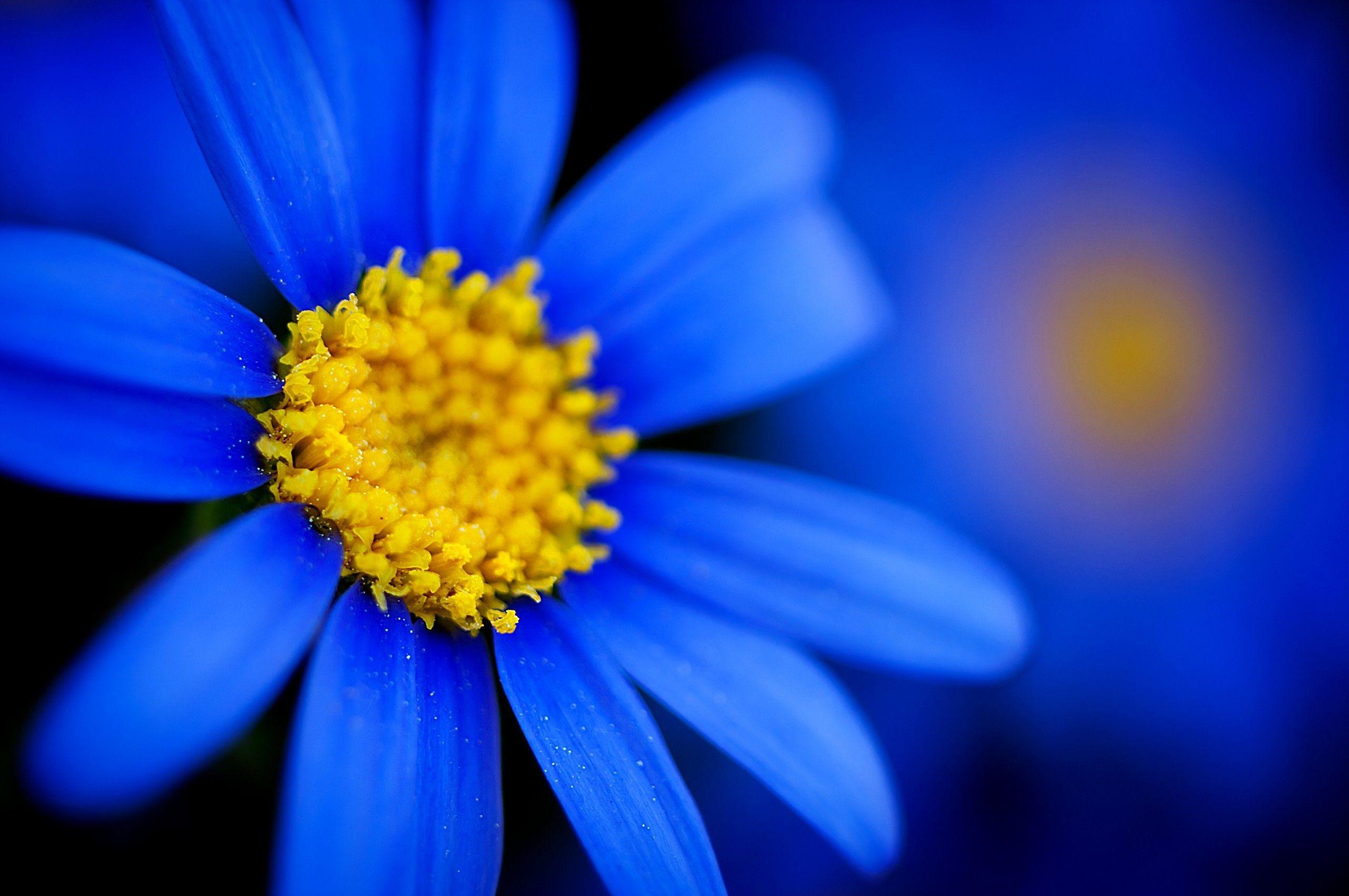 Blue and Yellow Flowers Wallpapers Top Free Blue and Yellow Flowers
