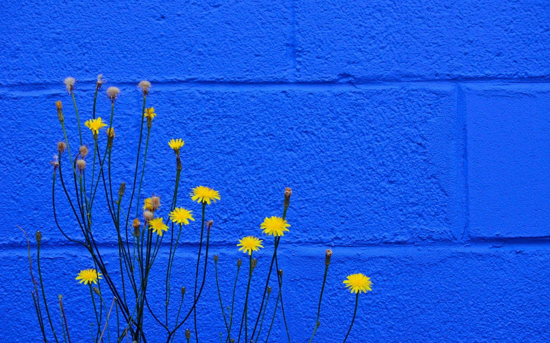 Blue and Yellow Flowers Wallpapers Top Free Blue and Yellow Flowers