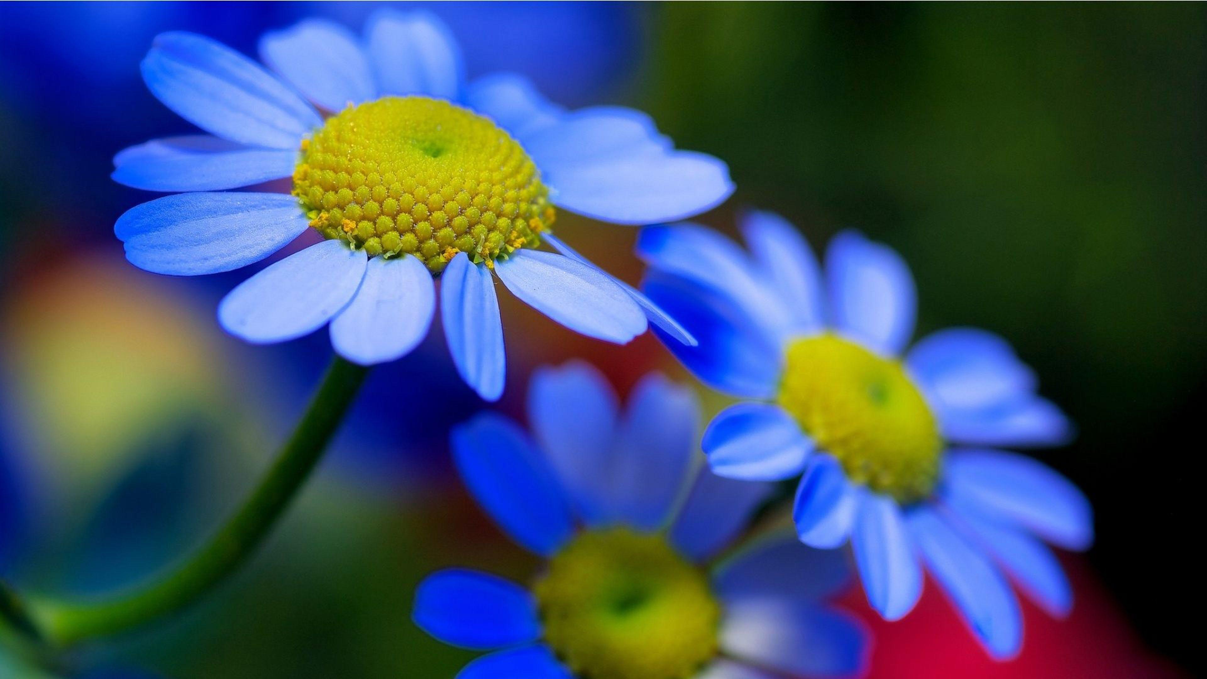 Blue and Yellow Flowers Wallpapers Top Free Blue and Yellow Flowers