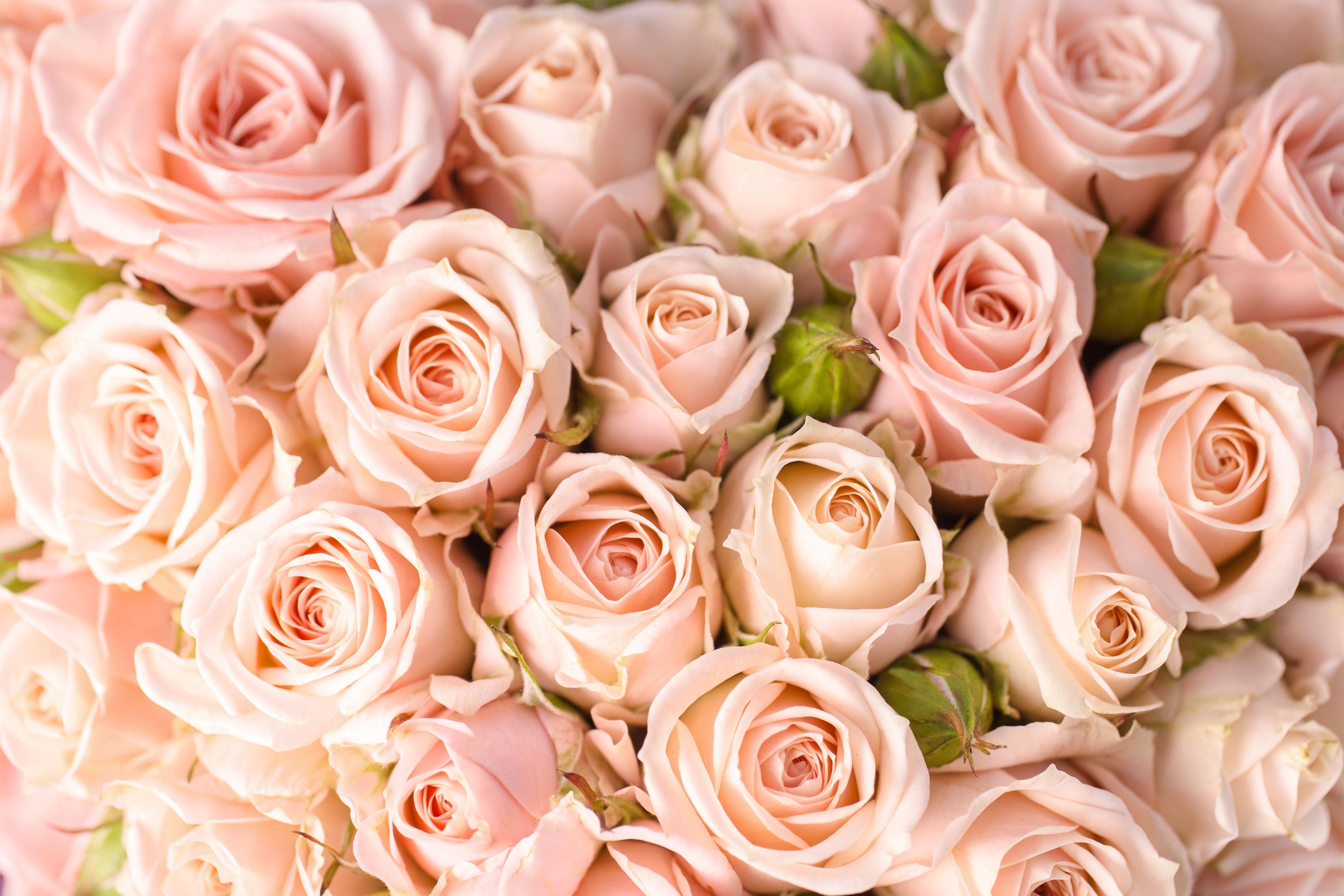Peach Roses Wallpapers Top Free Peach Roses Backgrounds WallpaperAccess