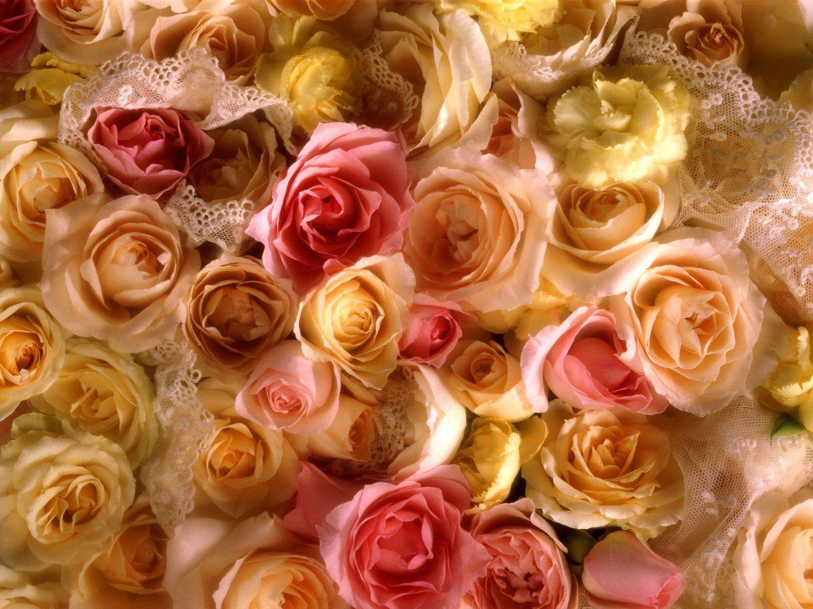 Peach Roses Wallpapers Top Free Peach Roses Backgrounds WallpaperAccess