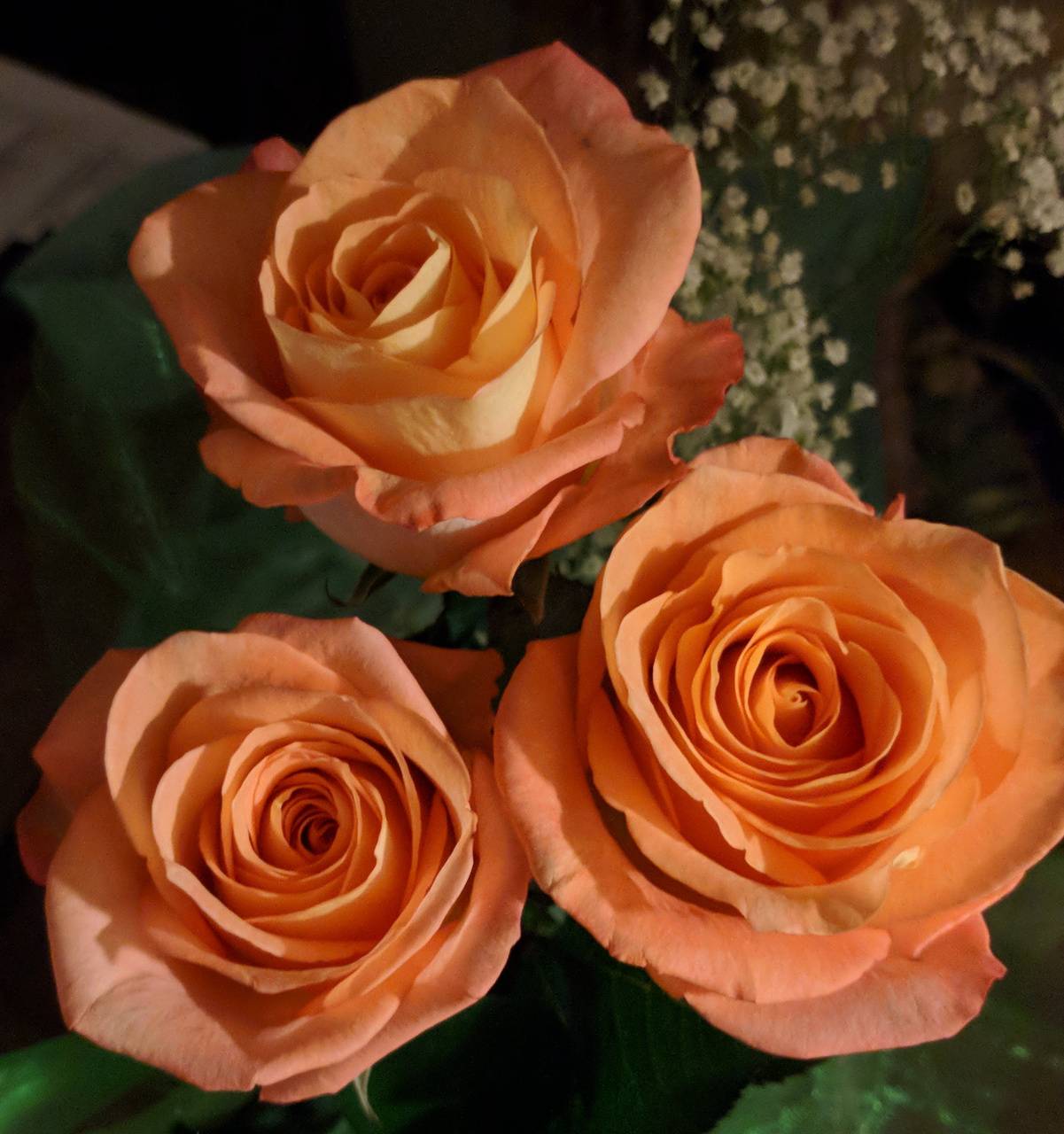 Peach Roses Wallpapers Top Free Peach Roses Backgrounds WallpaperAccess