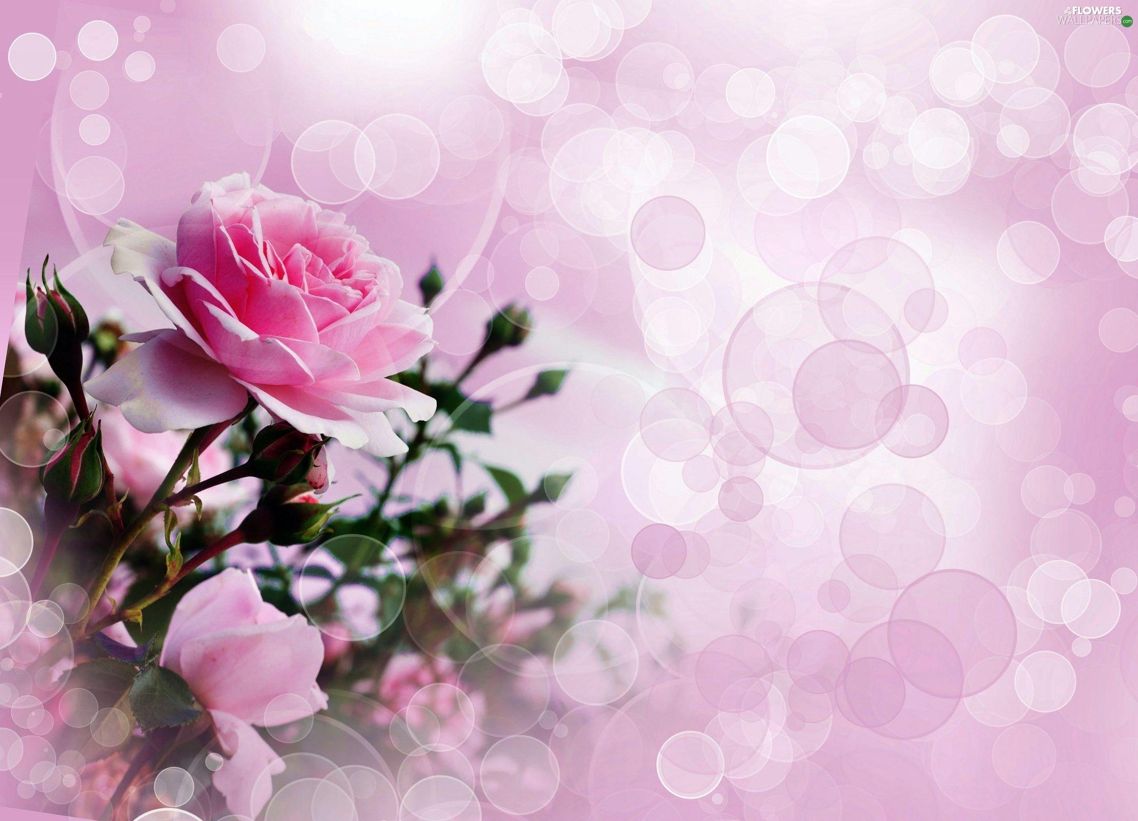 Light Roses Wallpapers Top Free Light Roses Backgrounds WallpaperAccess