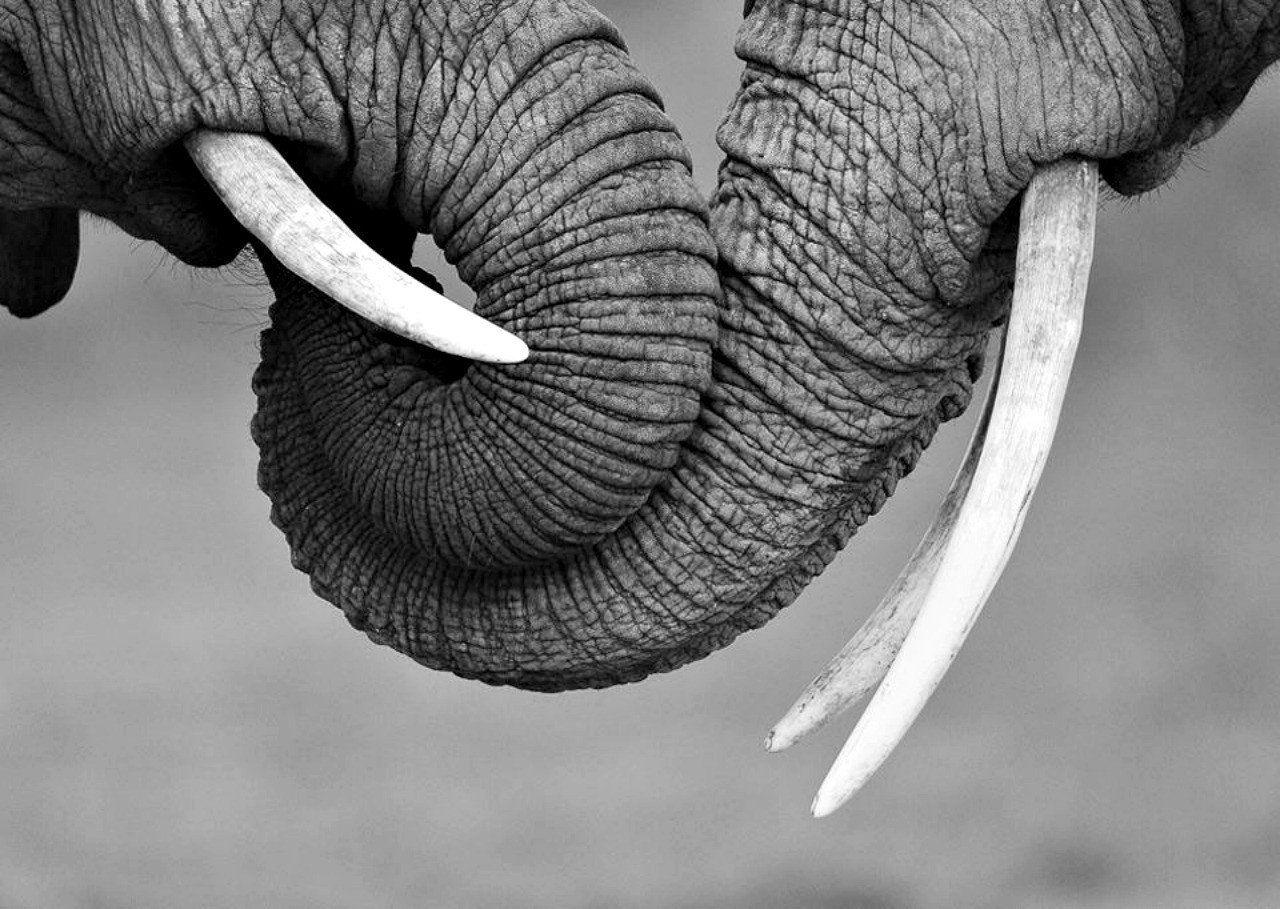 Black and White Elephant Wallpapers Top Free Black and White Elephant