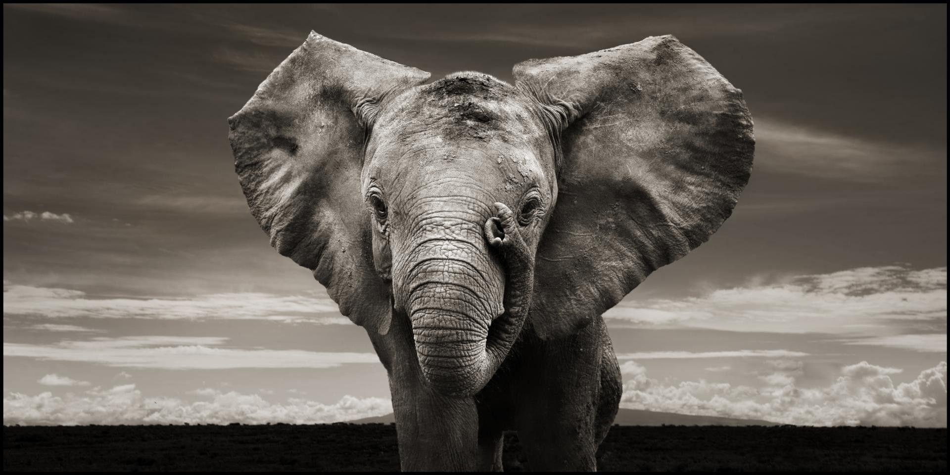 Black and White Elephant Wallpapers Top Free Black and White Elephant Backgrounds