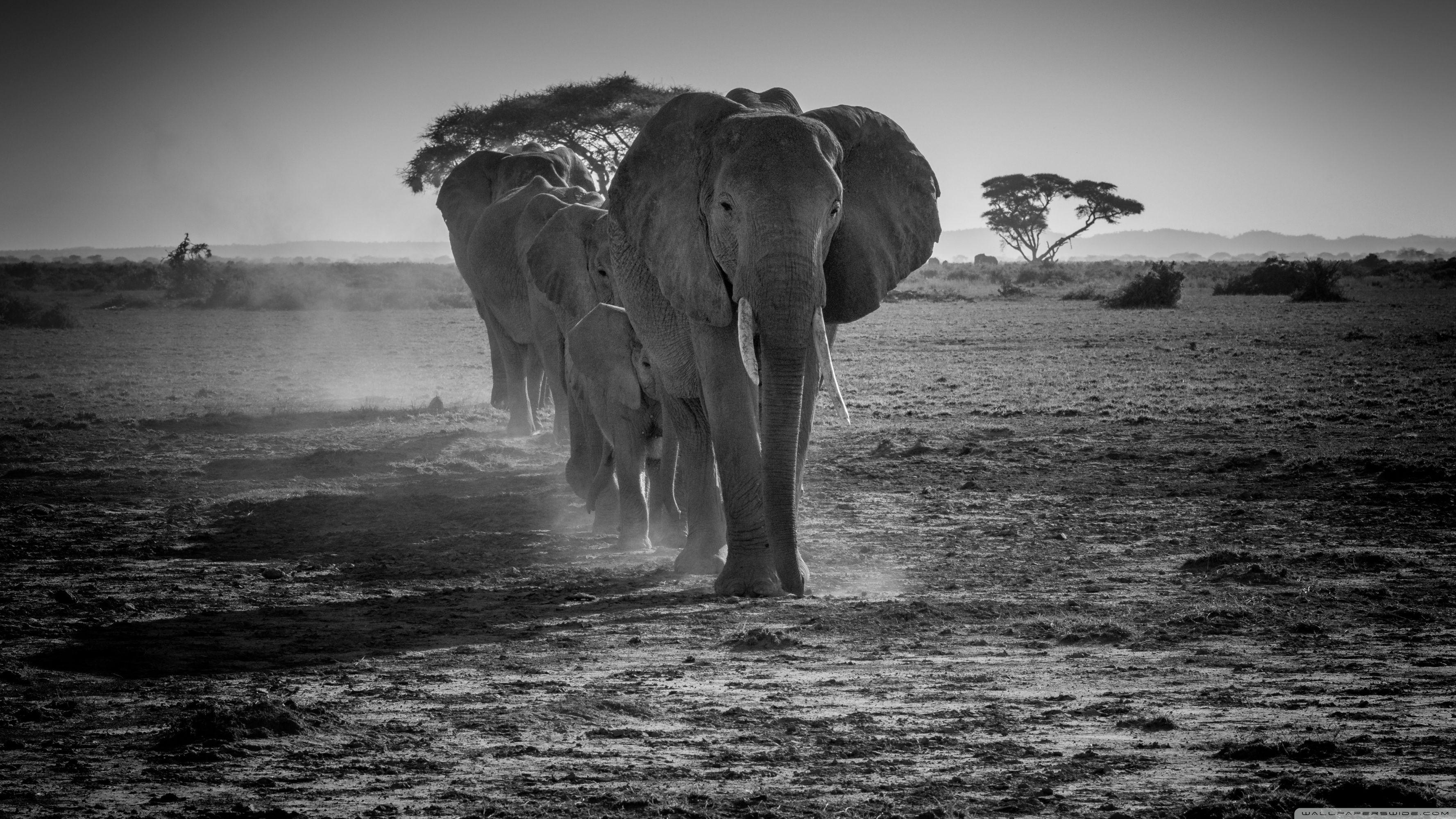 Black and White Elephant Wallpapers Top Free Black and White Elephant Backgrounds