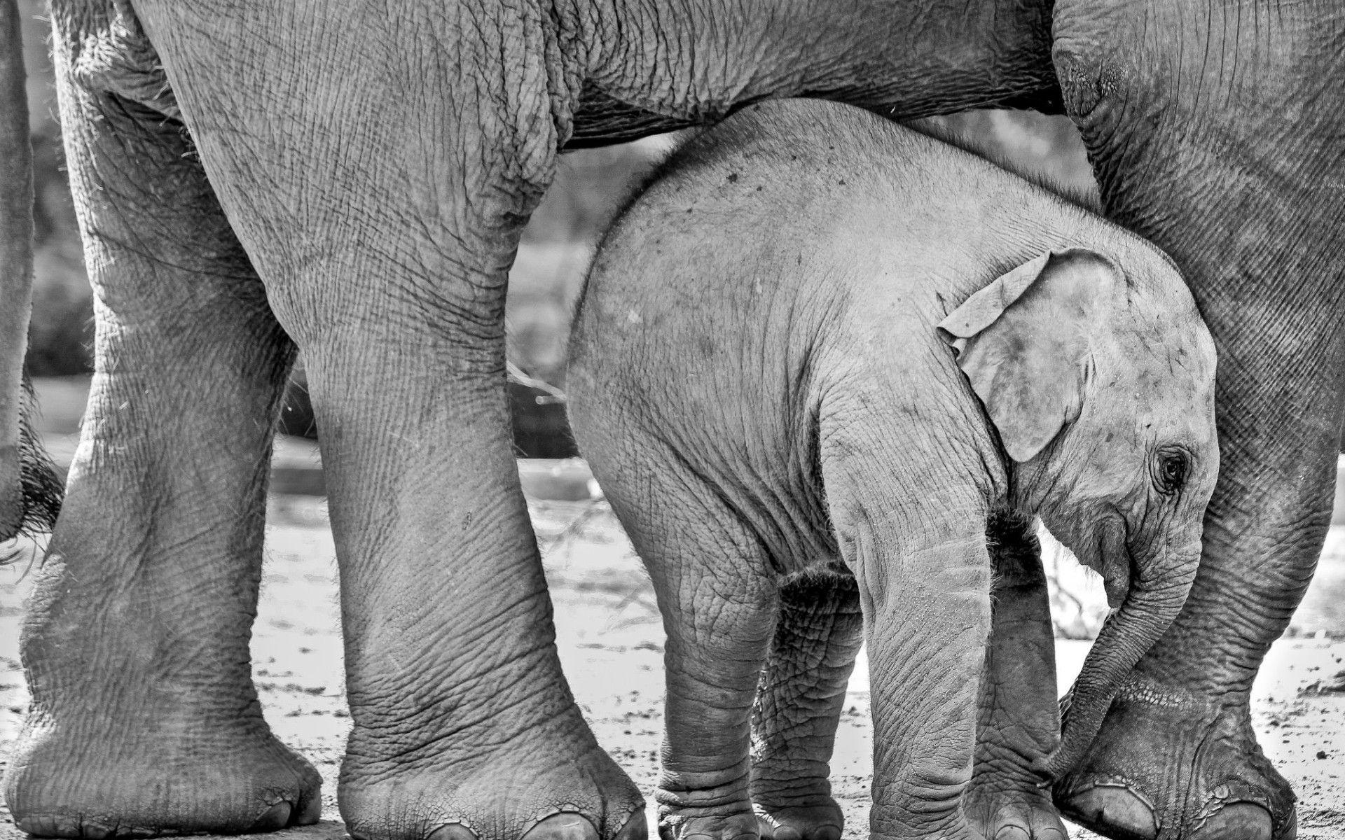 Black and White Elephant Wallpapers Top Free Black and White Elephant Backgrounds