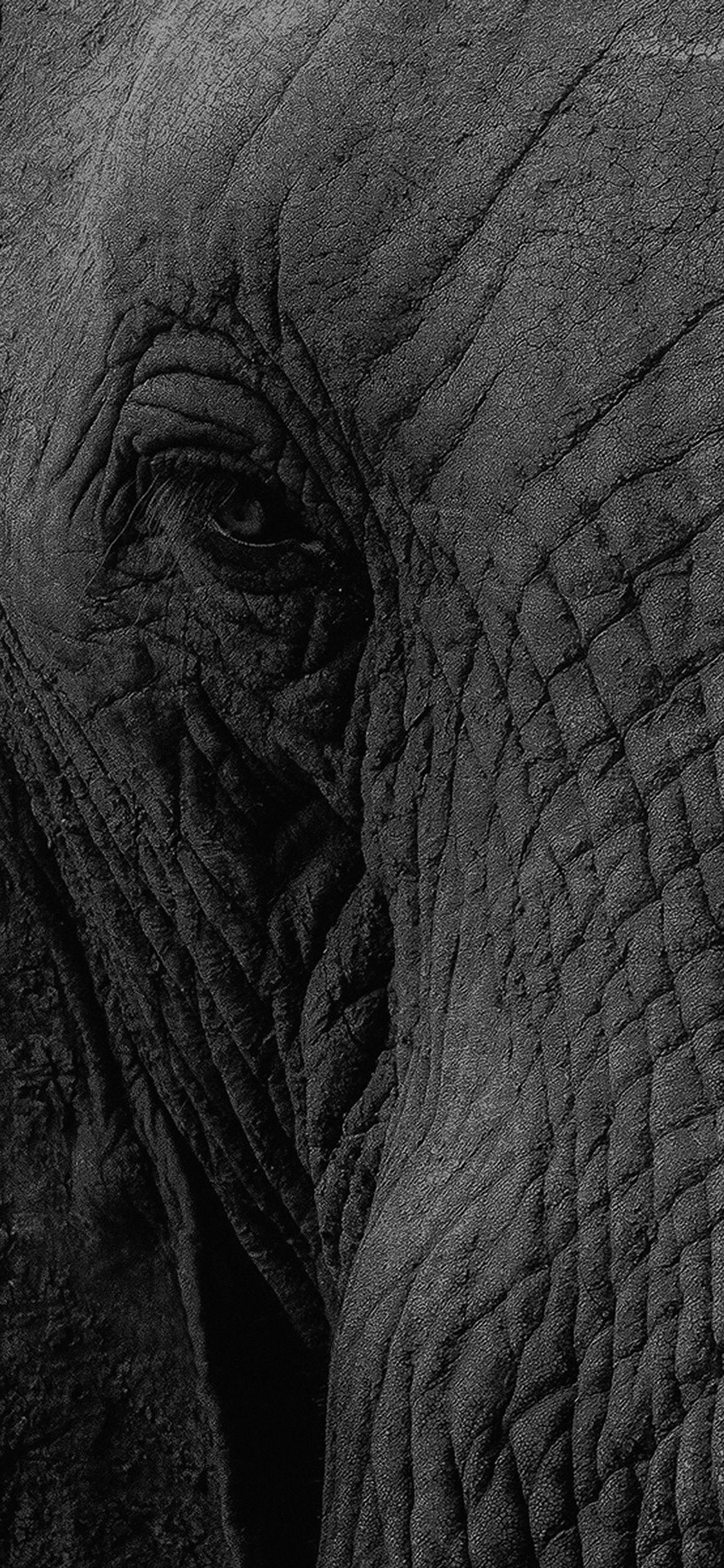 Black and White Elephant Wallpapers Top Free Black and White Elephant Backgrounds