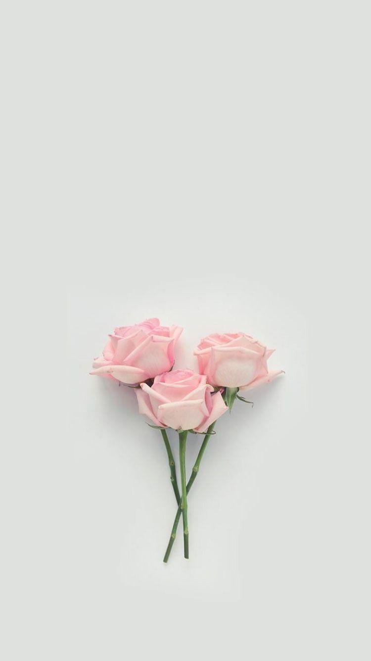 Pink Rose iPhone Wallpapers Top Free Pink Rose iPhone Backgrounds