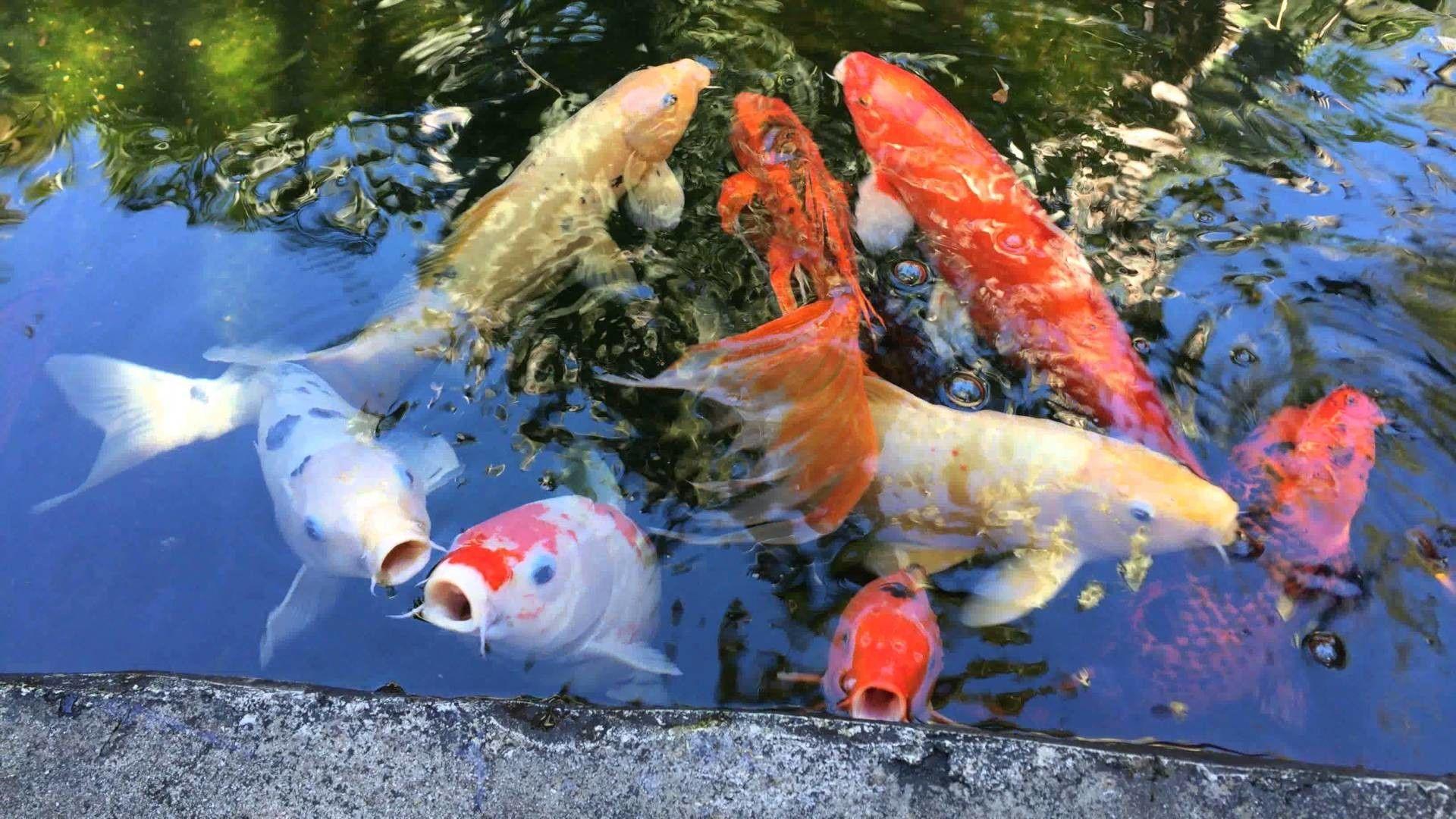 Koi Fish Pond Wallpapers Top Free Koi Fish Pond Backgrounds