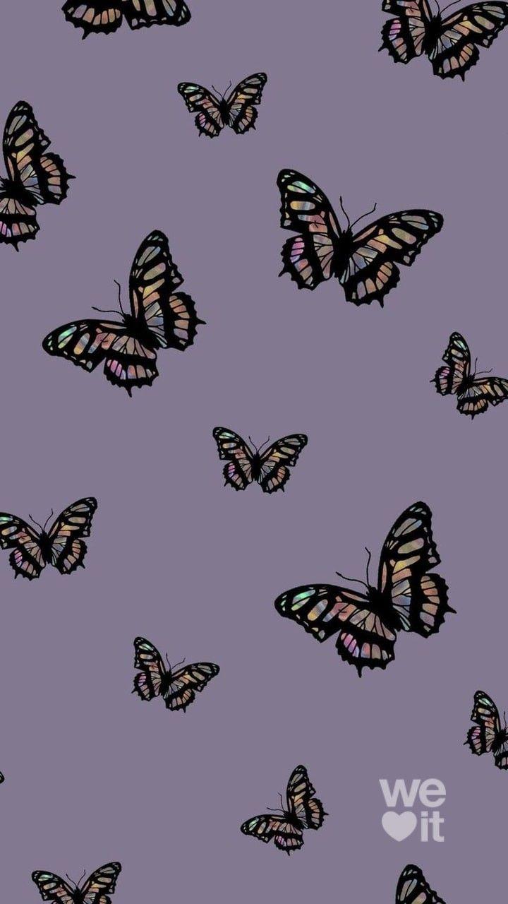 Vintage Butterfly Wallpapers Top Free Vintage Butterfly Backgrounds