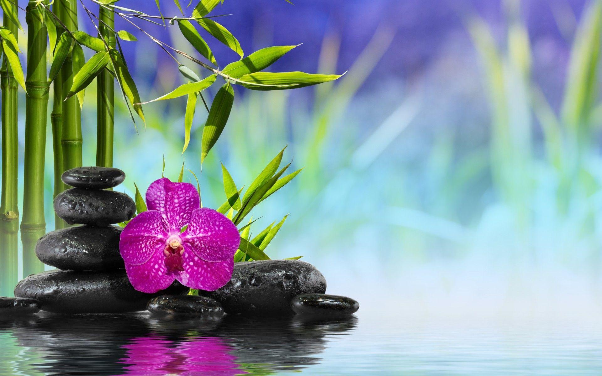 Orchid Zen Wallpapers Top Free Orchid Zen Backgrounds WallpaperAccess