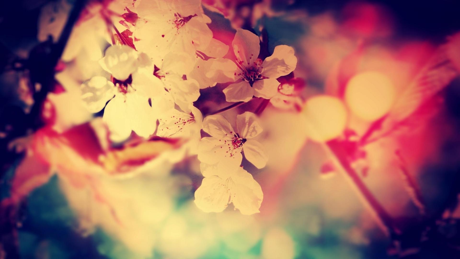 Cherry Blossom Yellow Wallpapers Top Free Cherry Blossom Yellow
