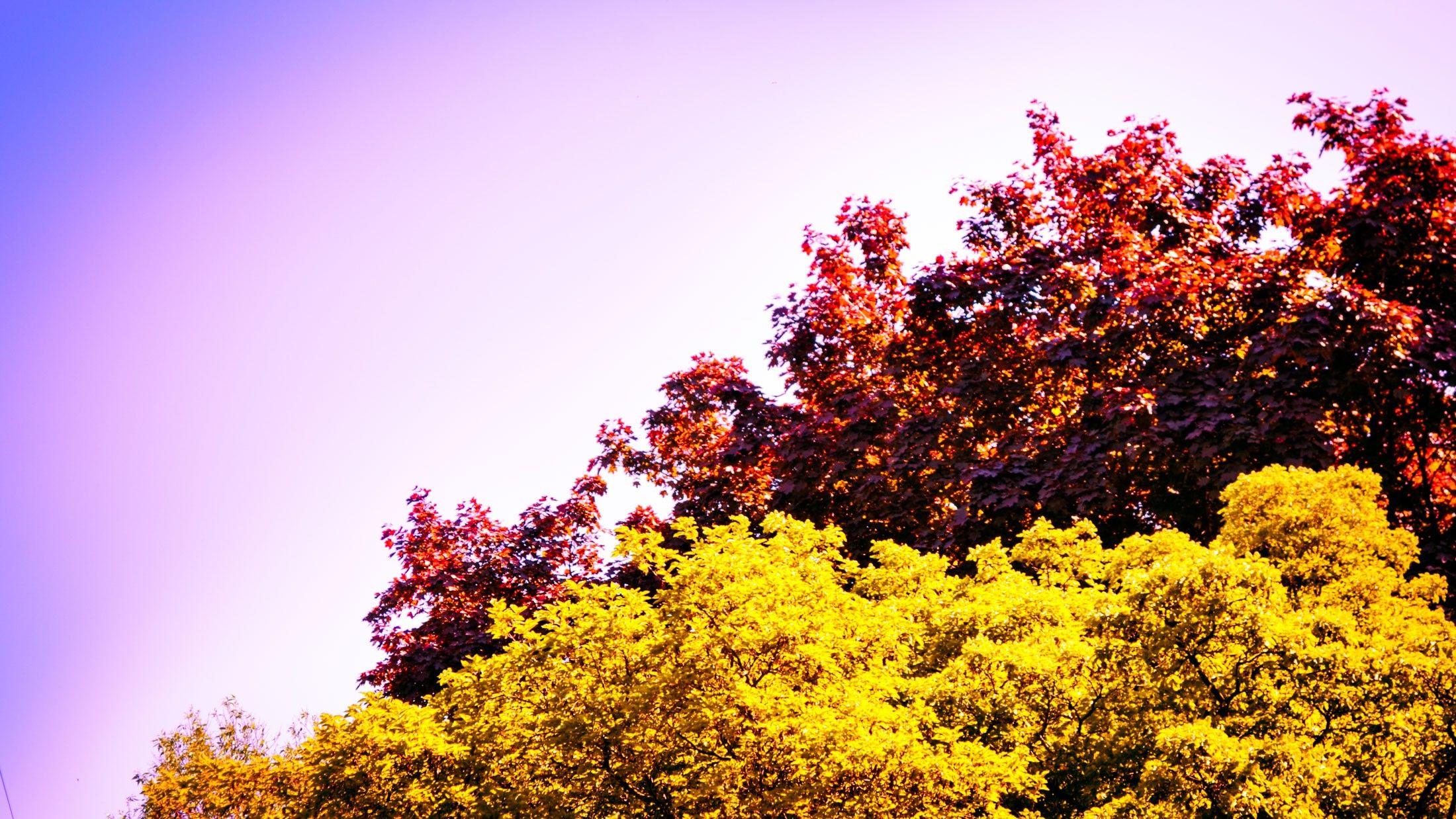 Cherry Blossom Yellow Wallpapers Top Free Cherry Blossom Yellow