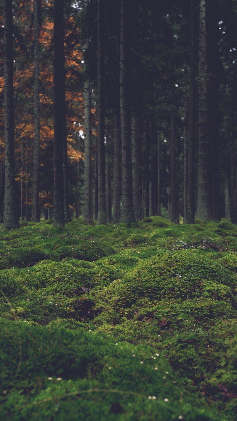 Forest HD iPhone Wallpapers Top Free Forest HD iPhone Backgrounds
