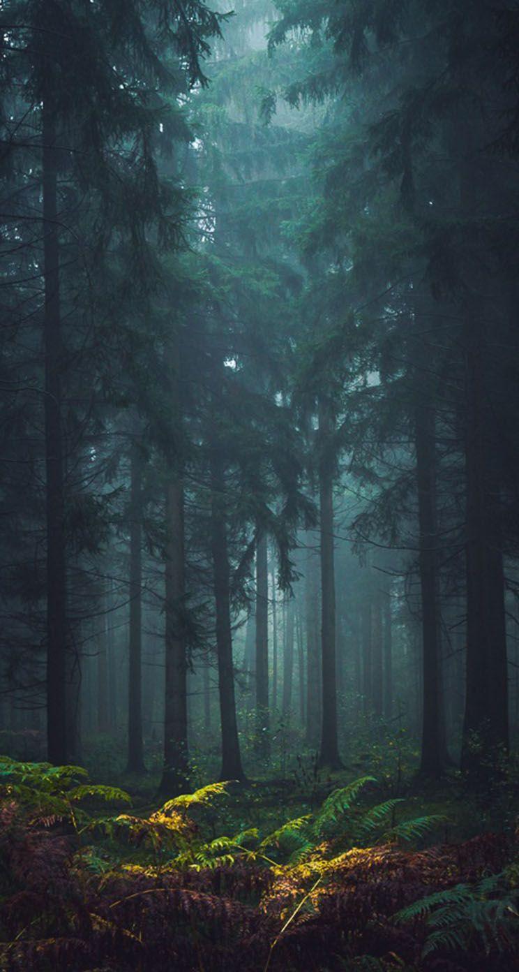 Forest iPhone Wallpapers Top Free Forest iPhone Backgrounds WallpaperAccess
