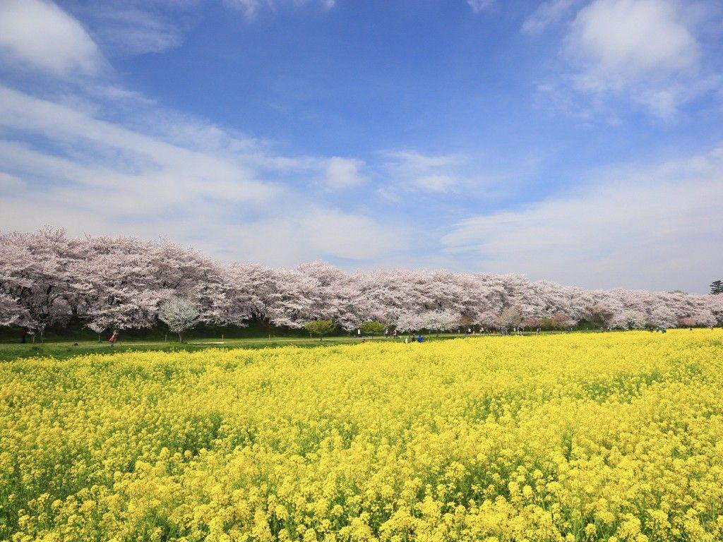 Cherry Blossom Yellow Wallpapers Top Free Cherry Blossom Yellow