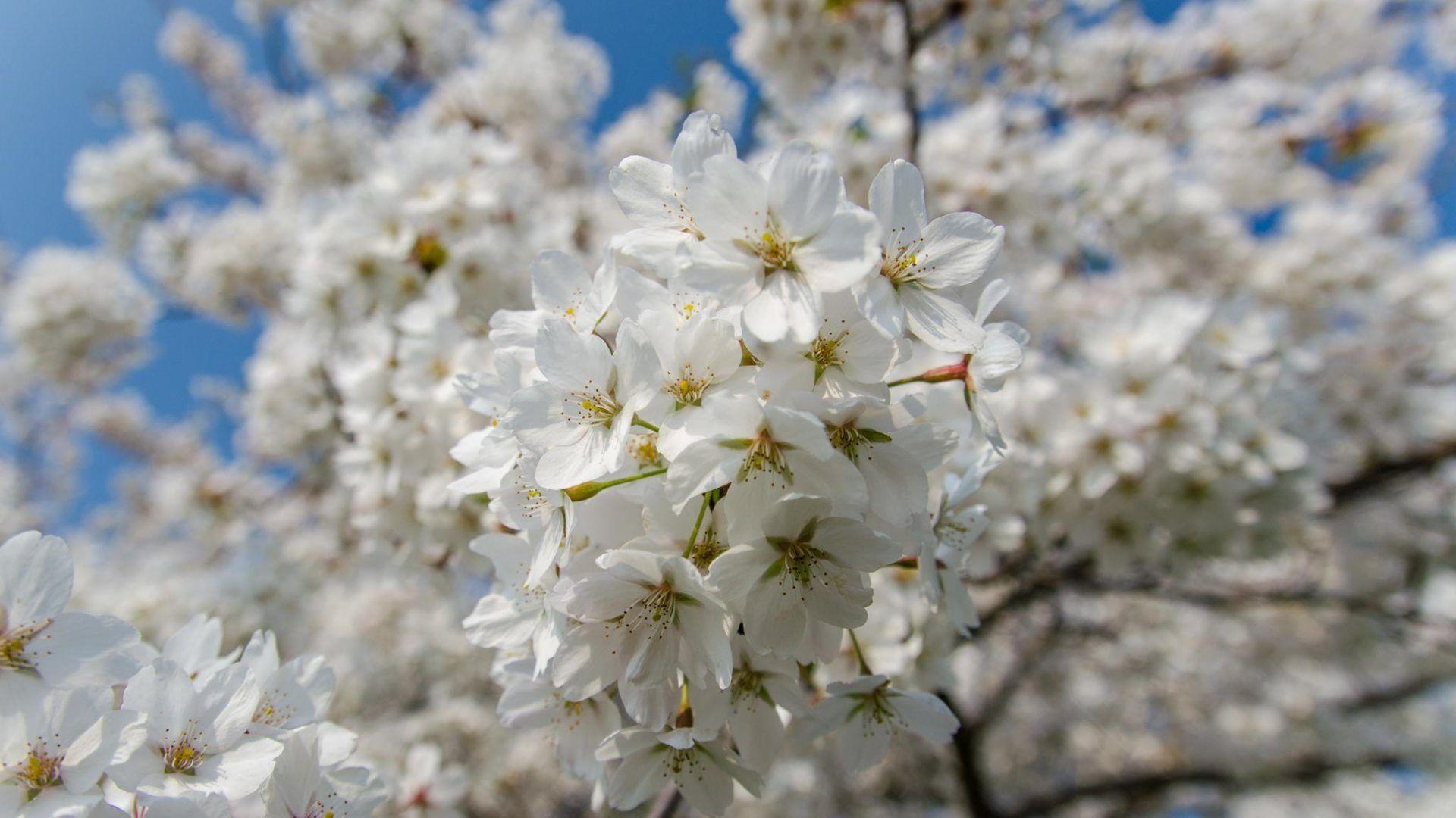 Cherry Blossom Yellow Wallpapers Top Free Cherry Blossom Yellow