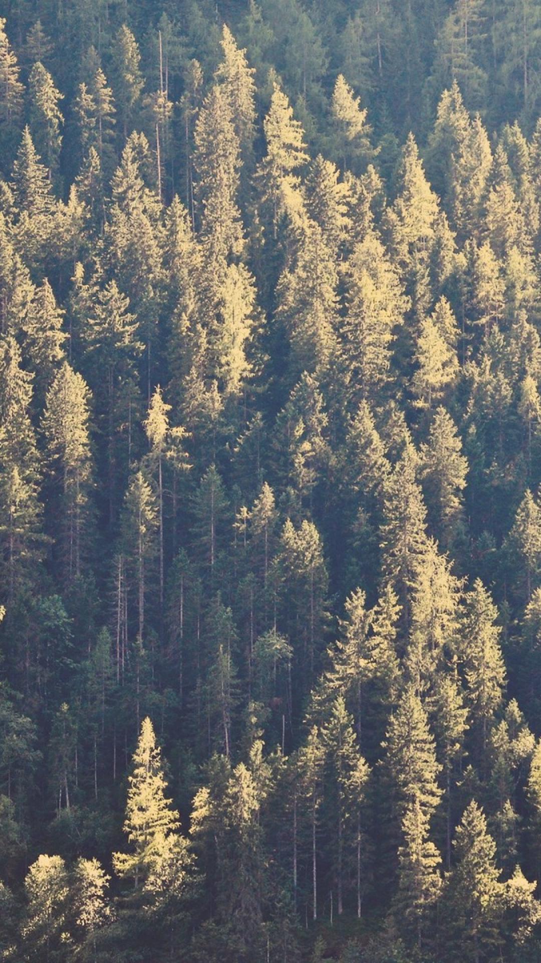 Forest iPhone Wallpapers Top Free Forest iPhone Backgrounds WallpaperAccess