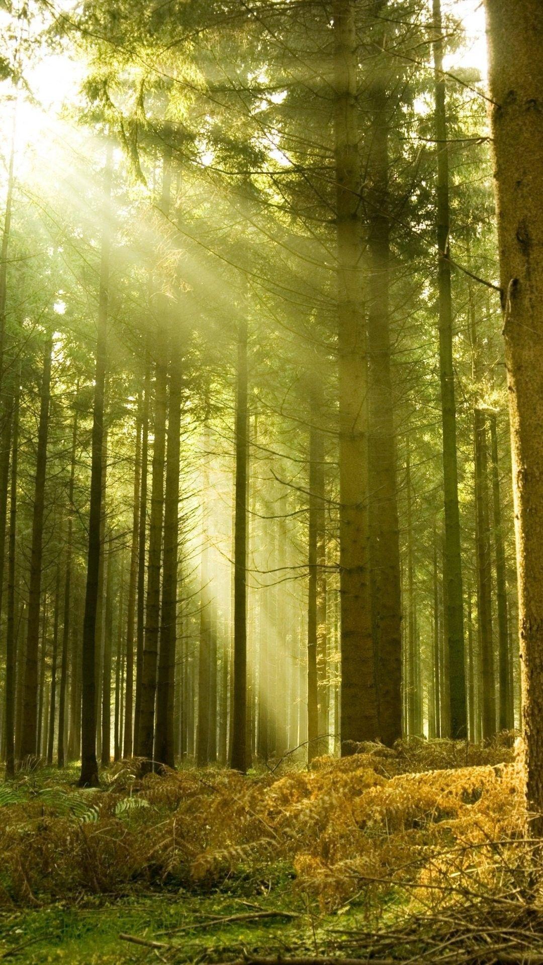 Forest iPhone Wallpapers Top Free Forest iPhone Backgrounds WallpaperAccess