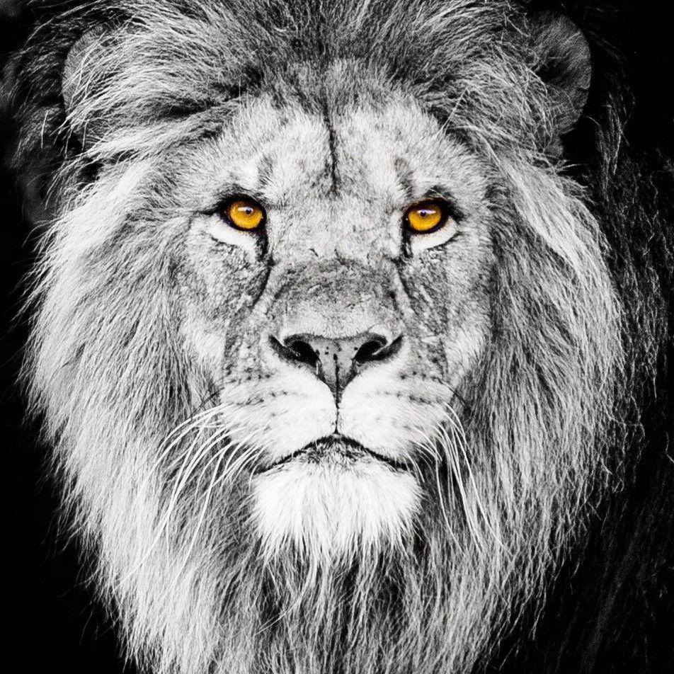 Black Lion 4K Wallpapers Top Free Black Lion 4K Backgrounds