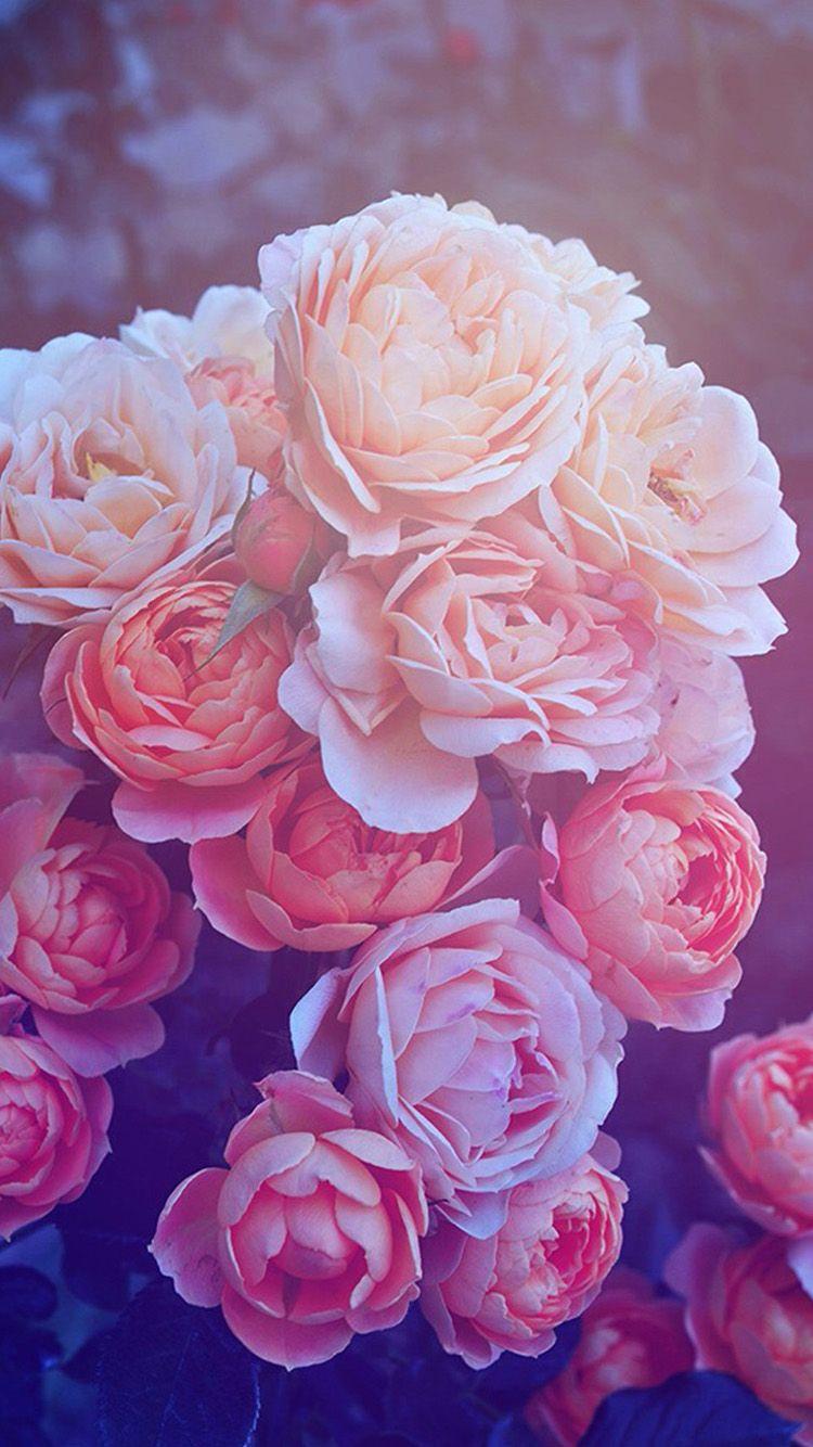 Rose iPhone 6 Wallpapers Top Free Rose iPhone 6 Backgrounds