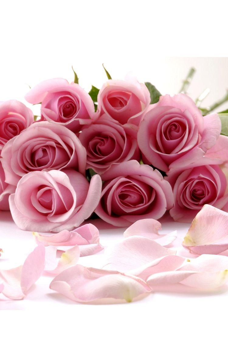 Rose Flowers iPhone 6 Wallpapers Top Free Rose Flowers iPhone 6 Backgrounds WallpaperAccess