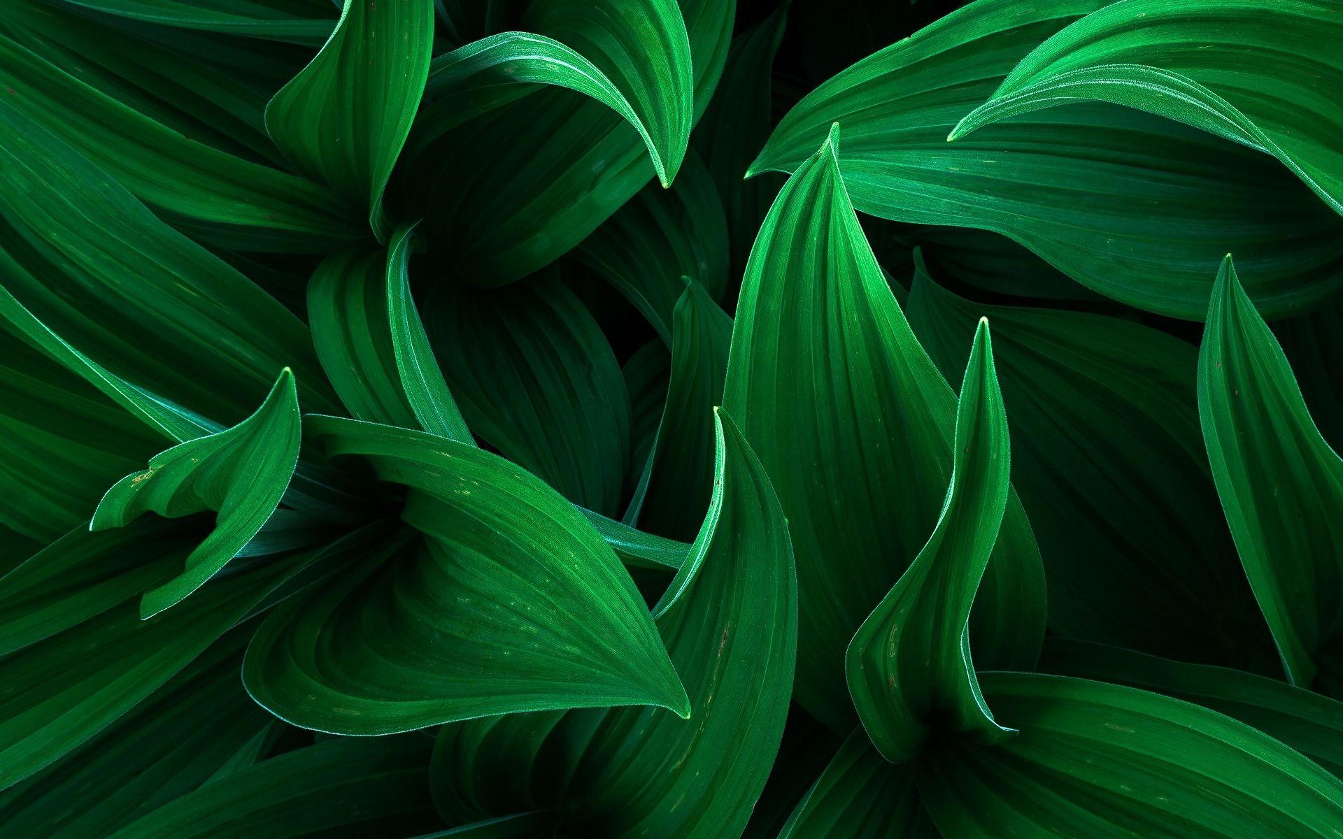 3D Leaves Wallpapers Top Free 3D Leaves Backgrounds WallpaperAccess
