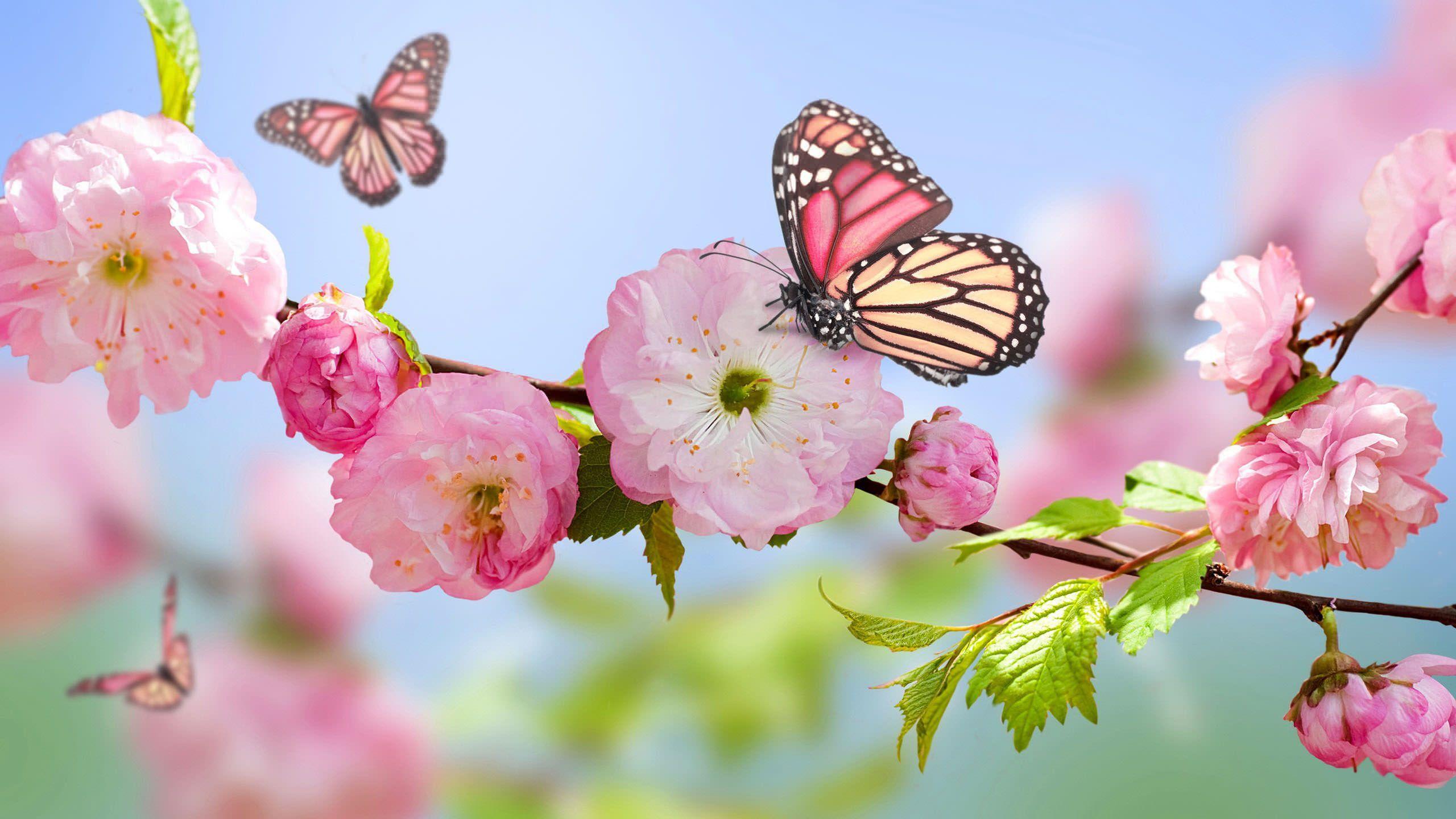 Spring Butterfly Wallpapers Top Free Spring Butterfly Backgrounds