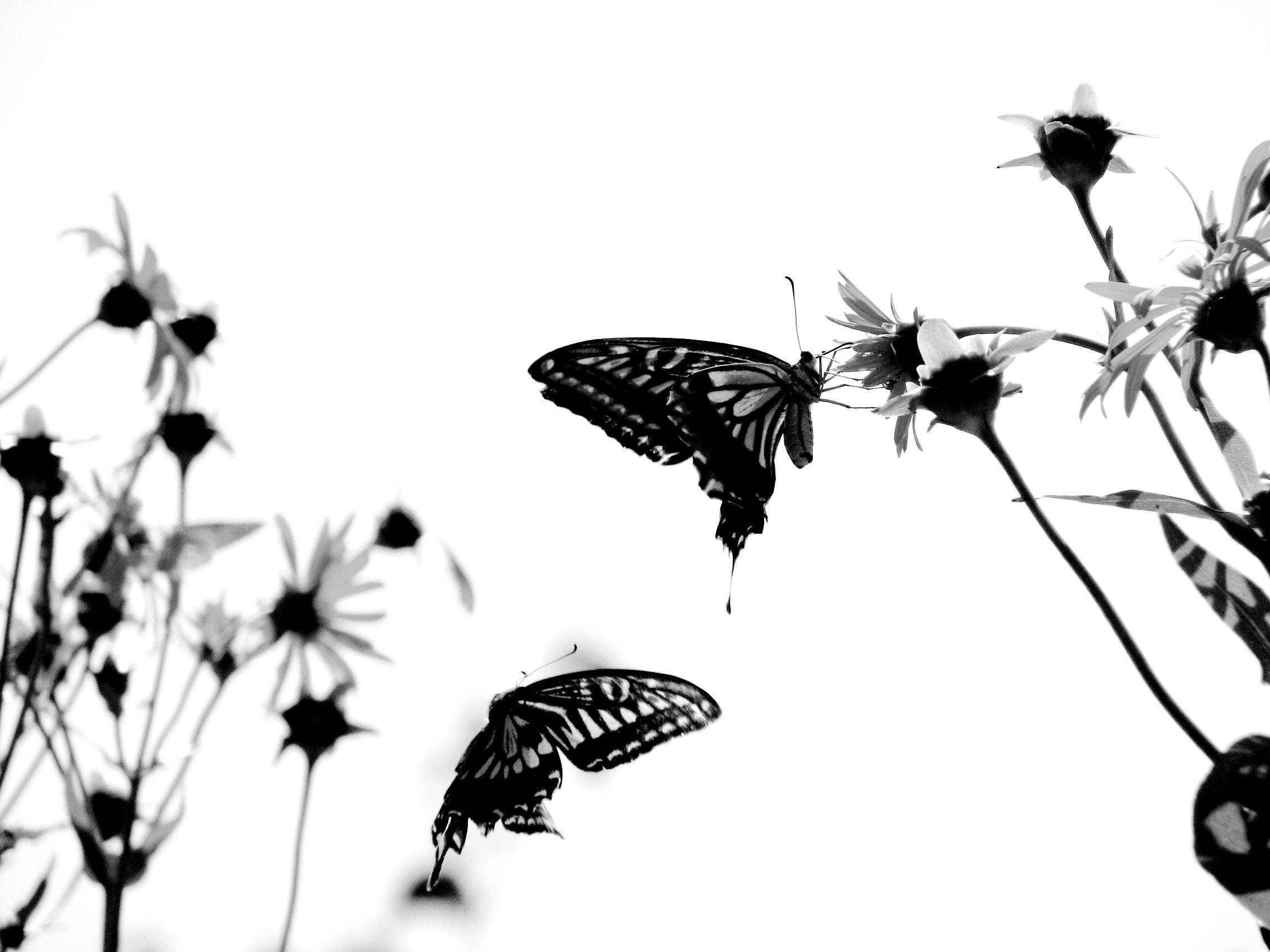 Black and White Butterfly Wallpapers Top Free Black and White