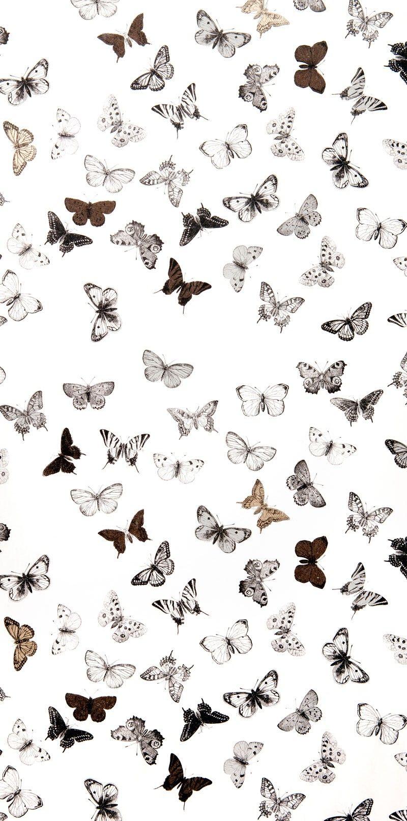 Black and White Butterfly Wallpapers Top Free Black and White