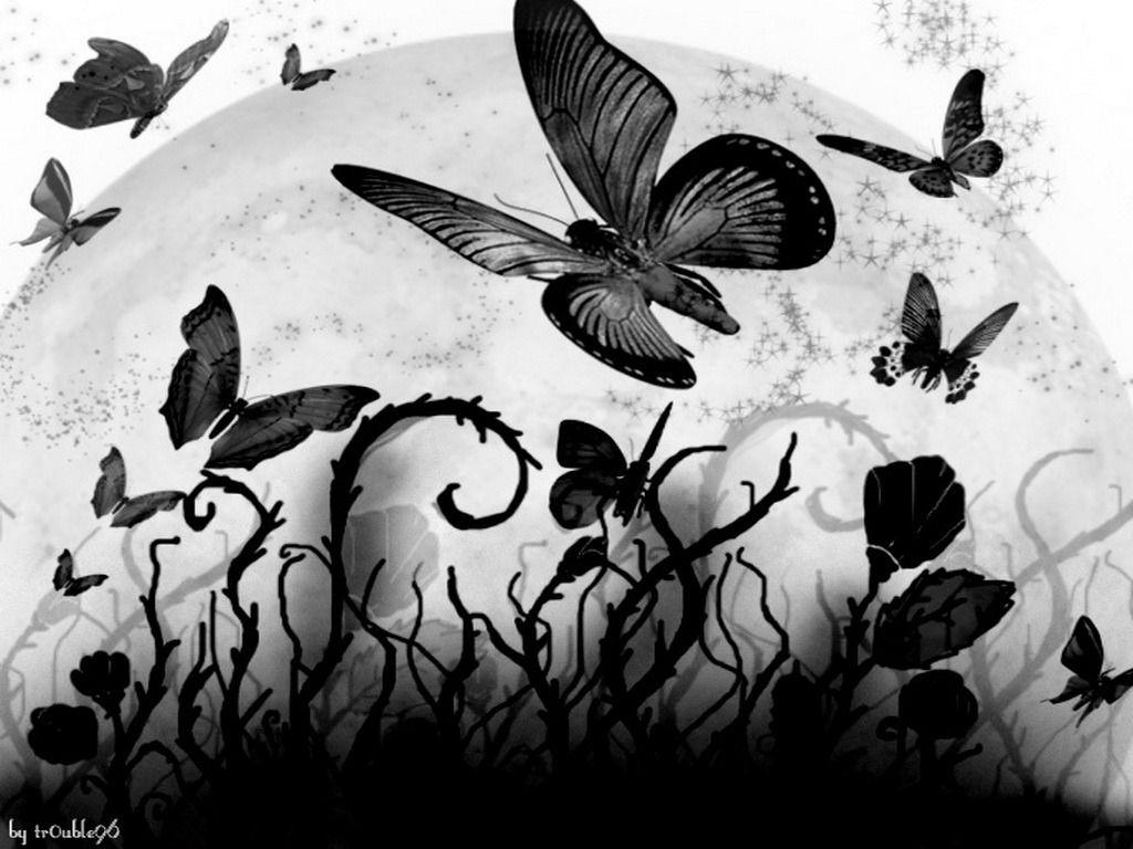Black and White Butterfly Wallpapers Top Free Black and White Butterfly Backgrounds