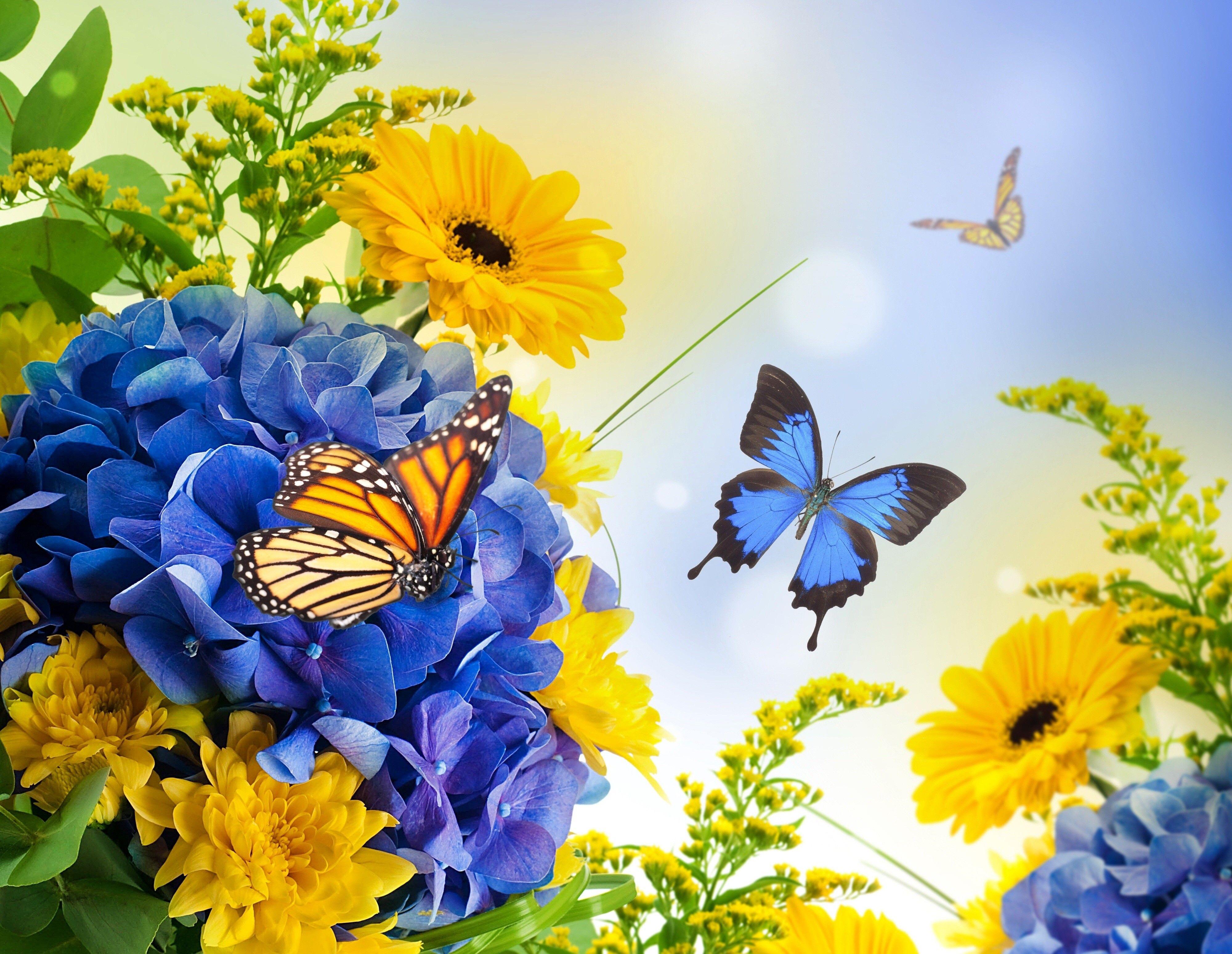 Spring Butterfly Wallpapers Top Free Spring Butterfly Backgrounds
