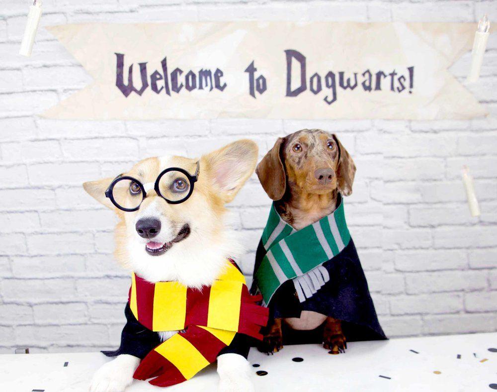 Harry Potter Dogs Wallpapers Top Free Harry Potter Dogs Backgrounds