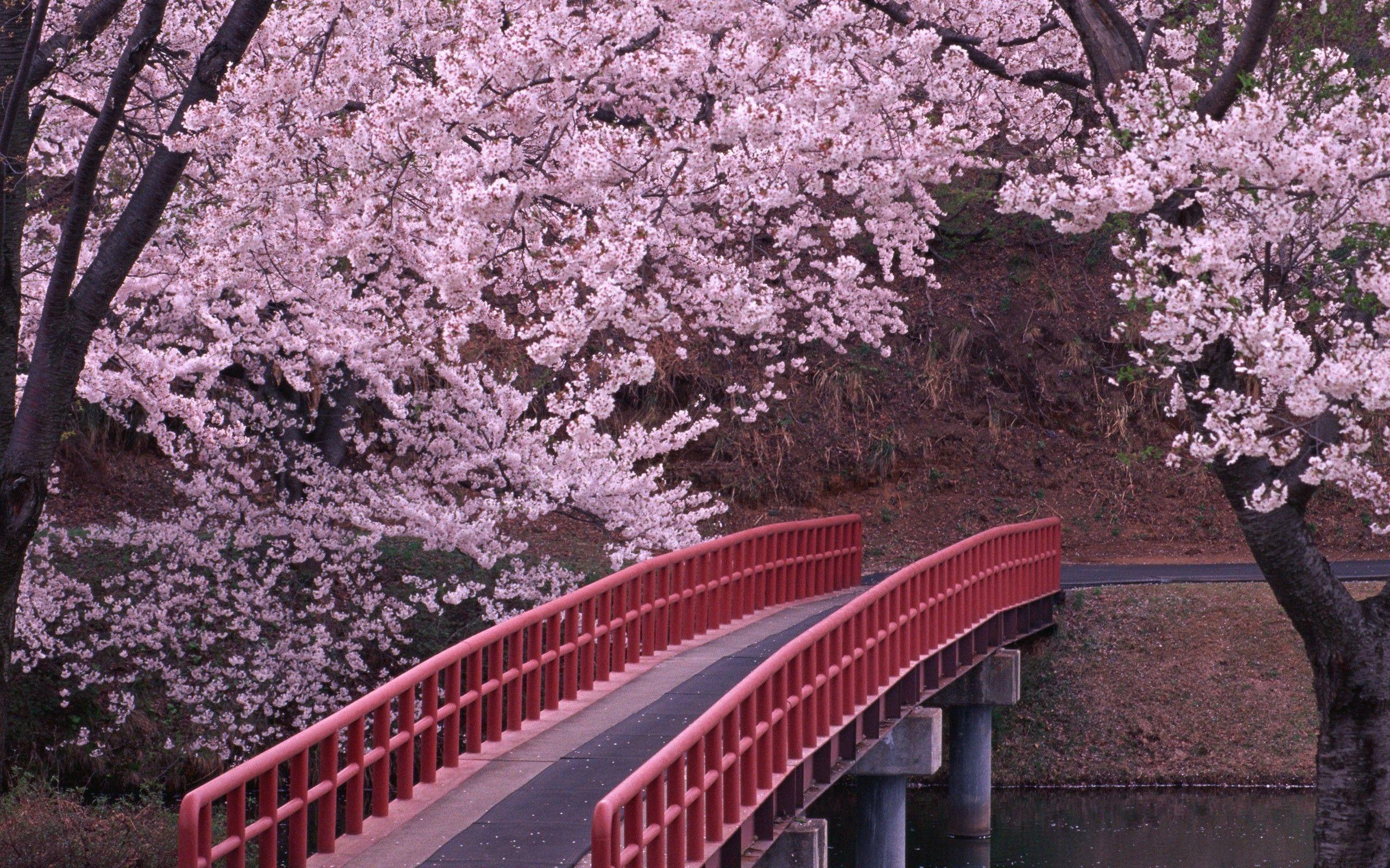 Japanese Garden Cherry Blossom Wallpapers Top Free Japanese Garden