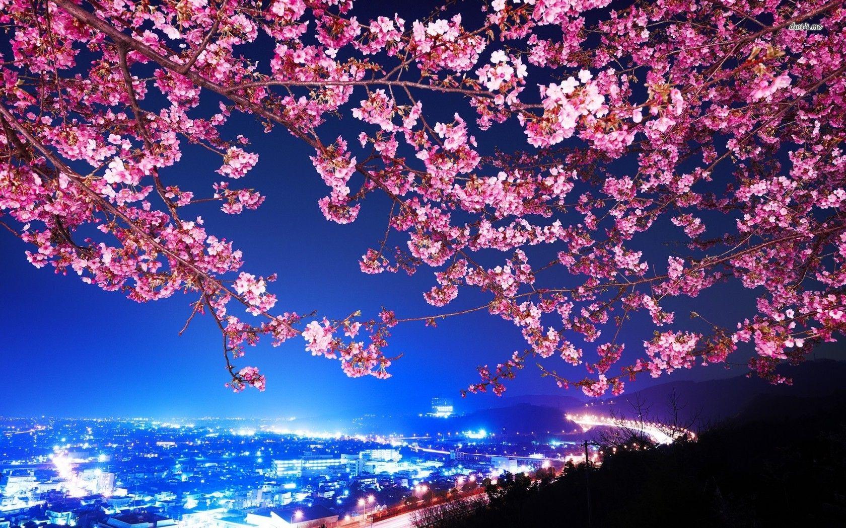 Cherry Blossom Tree Wallpapers Top Free Cherry Blossom Tree Backgrounds WallpaperAccess