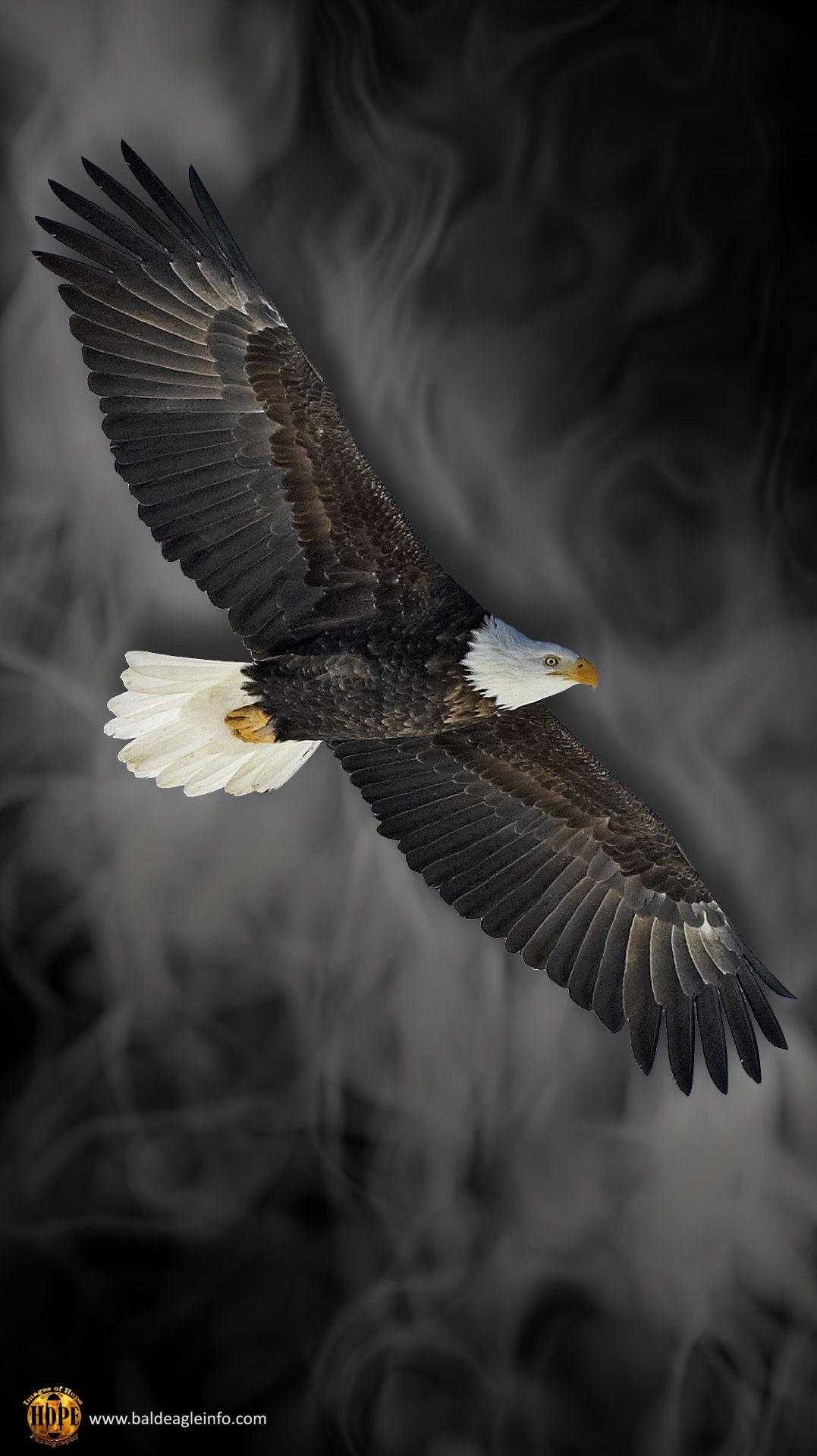Bald Eagle Cool Wallpapers Top Free Bald Eagle Cool Backgrounds