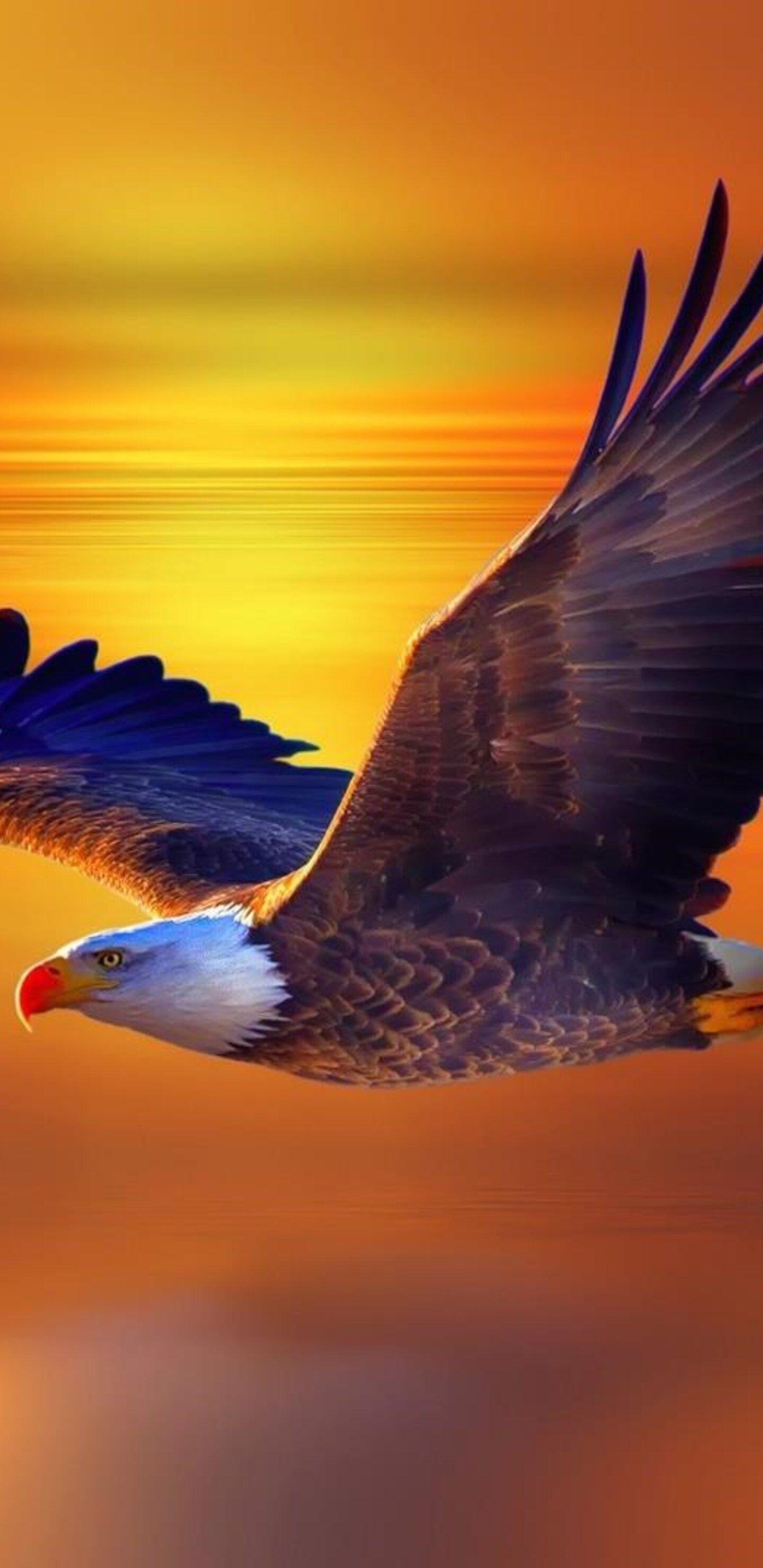 Eagle HD Phone Wallpapers Top Free Eagle HD Phone Backgrounds