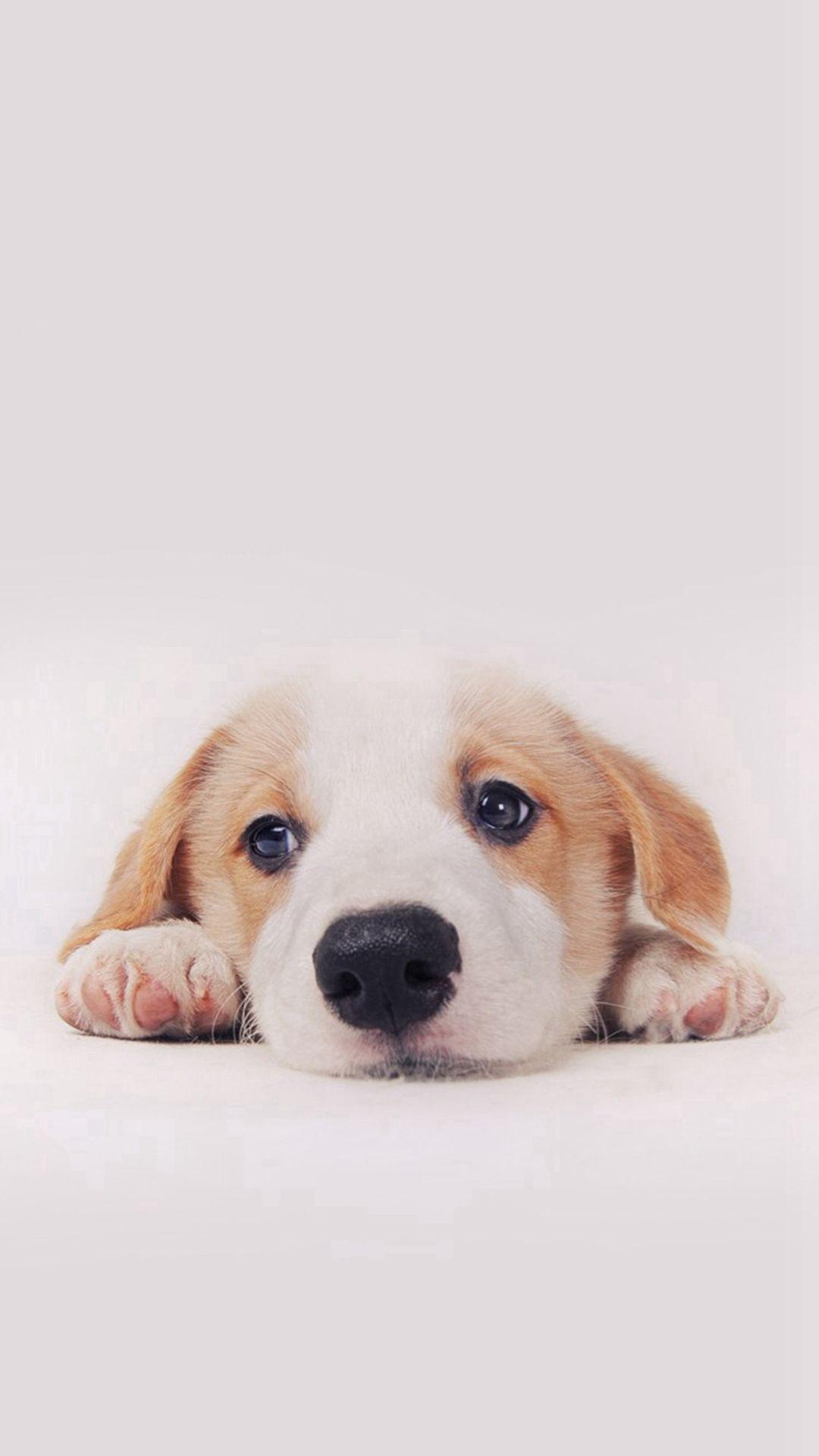 Cute Dog Wallpapers Top Free Cute Dog Backgrounds WallpaperAccess